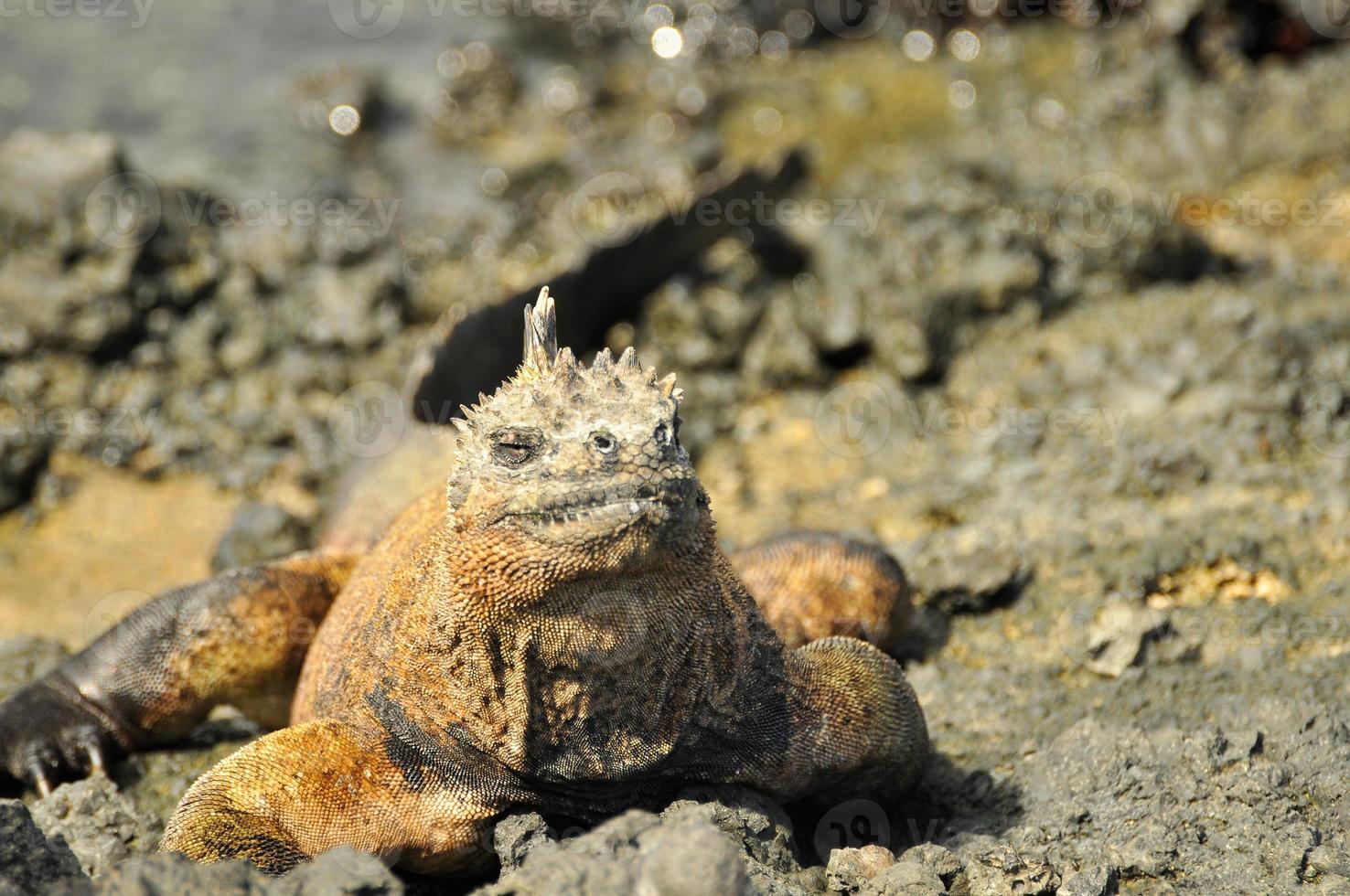 iguana marina, ecuador foto