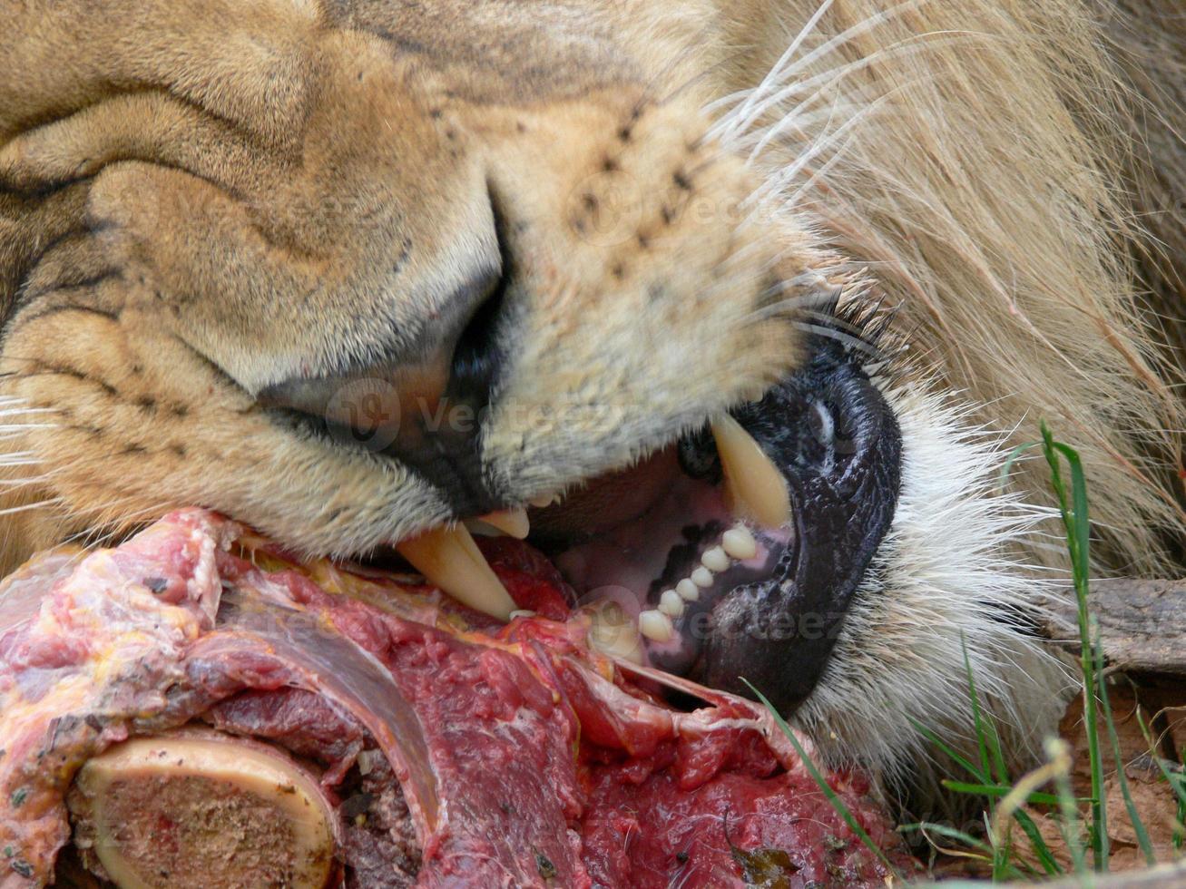 un solo leone maschio che mangia foto