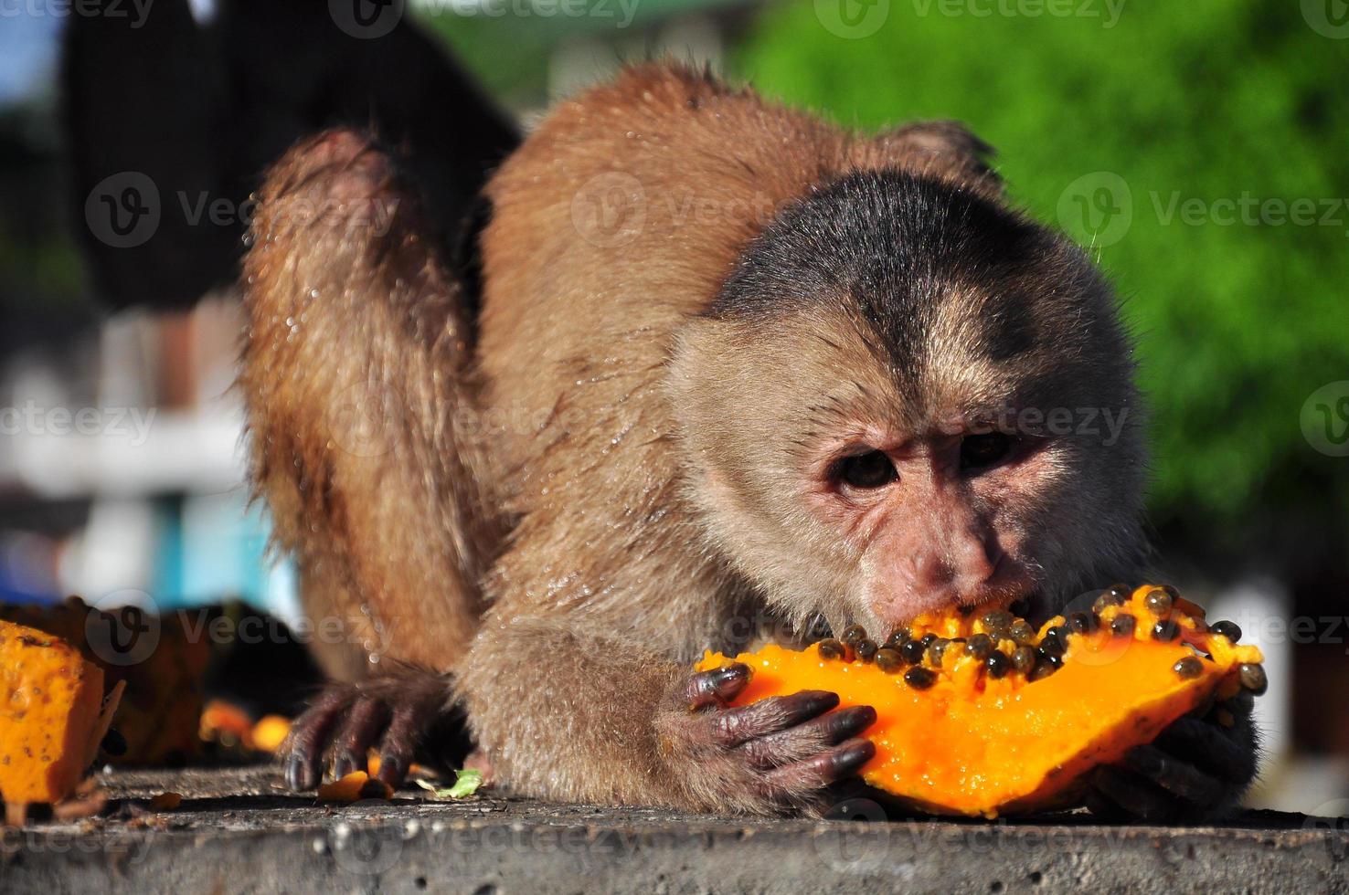 una scimmia cappuccino che mangia papaya foto