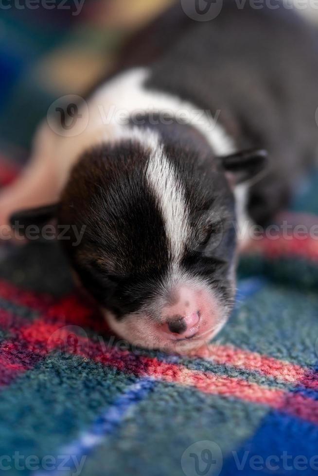 un cucciolo di due settimane foto