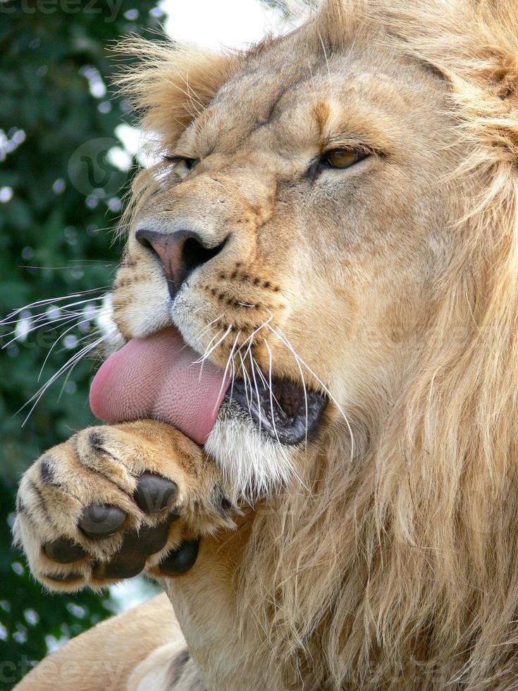 un maestoso leone seduto su una piattaforma di legno foto