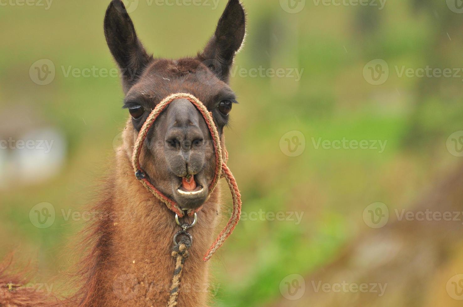 un lama, ecuador foto