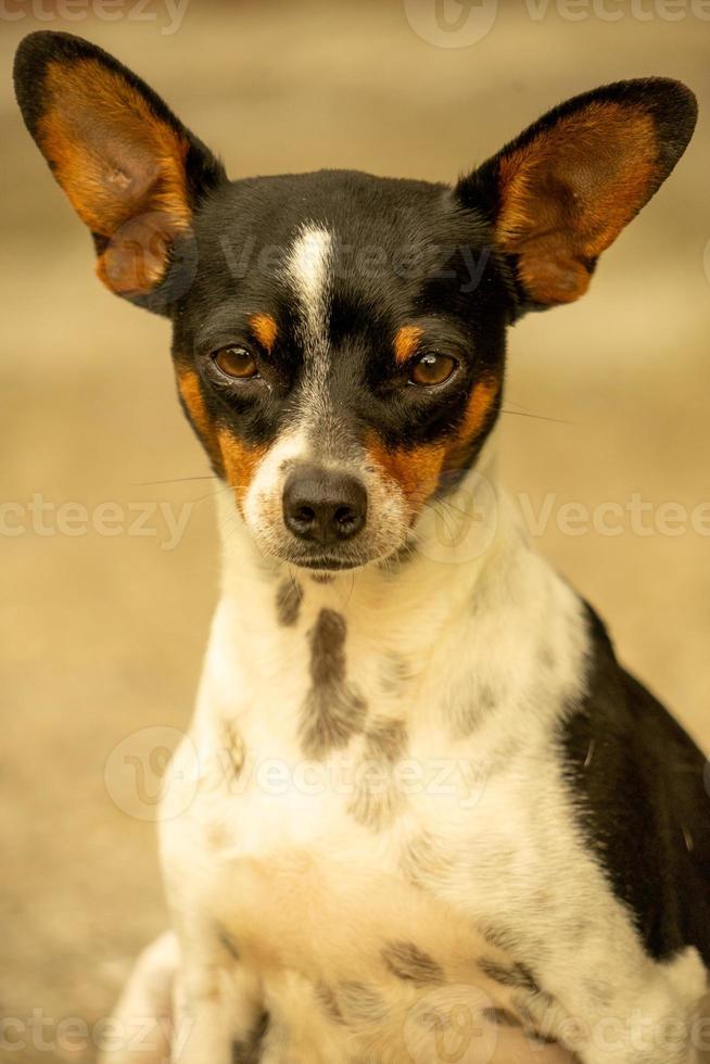 cagnolino chihuahua bianco e nero incinta foto