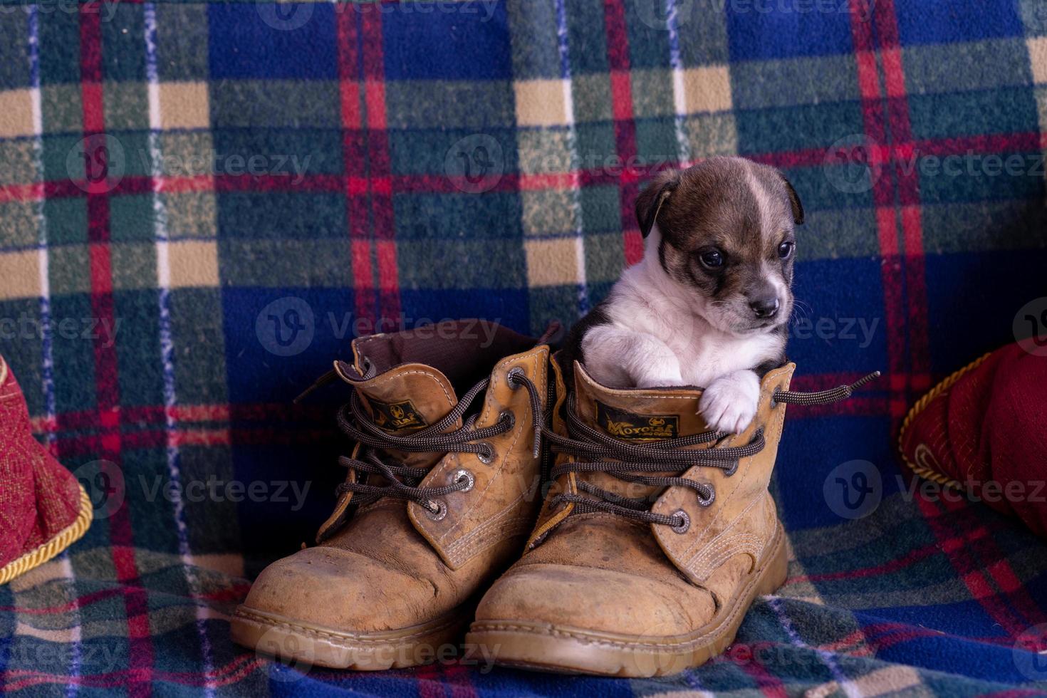 cucciolo seduto con stivali da lavoro foto