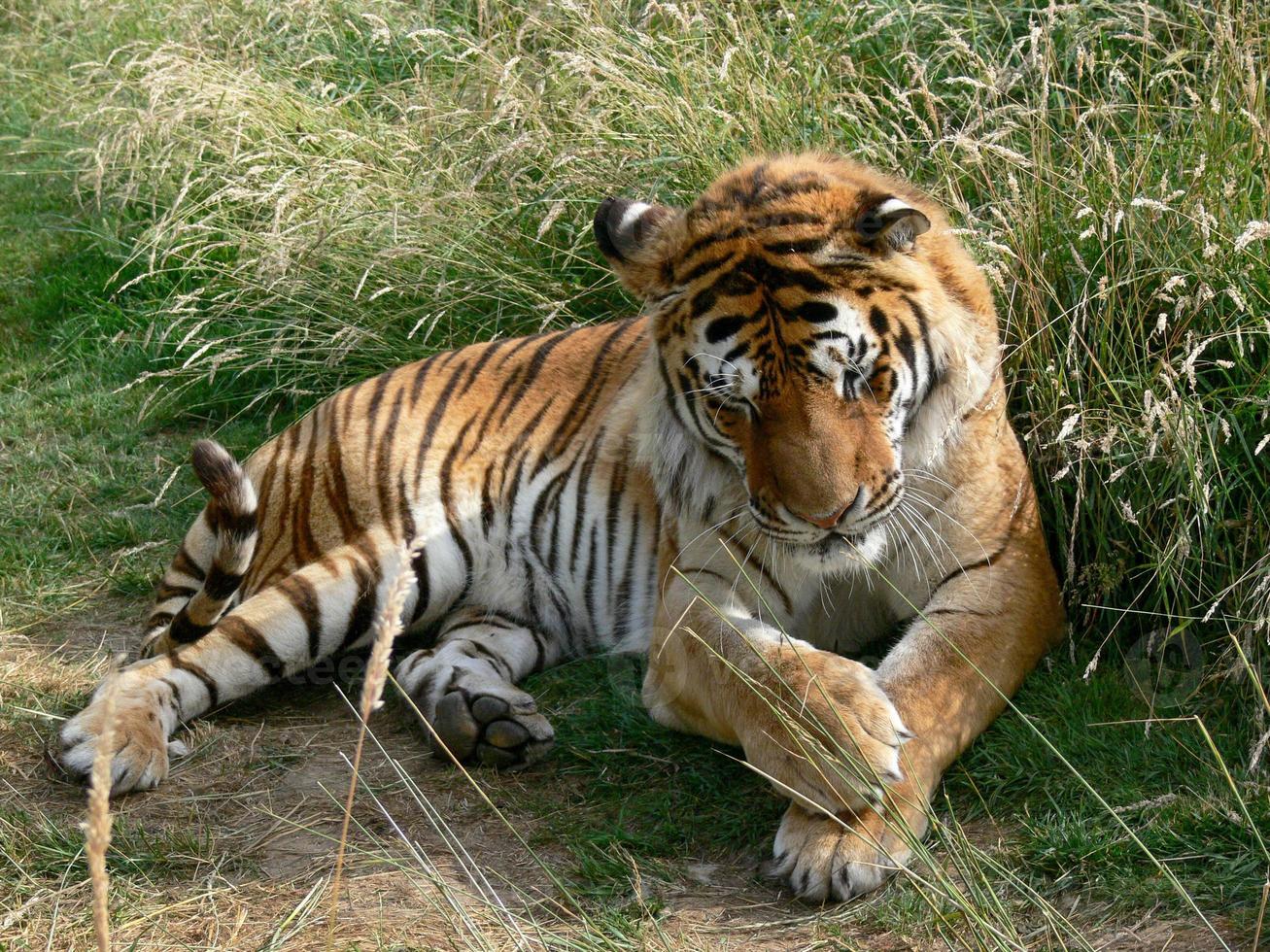 una foto di un corpo intero di una tigre