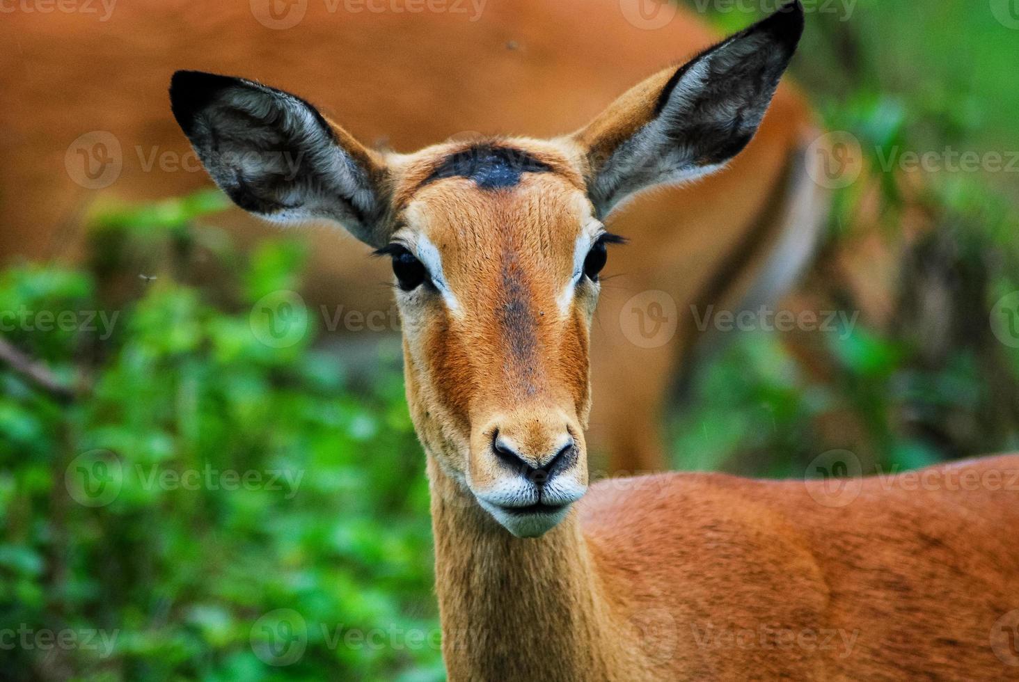 faccia di antilope, africa foto