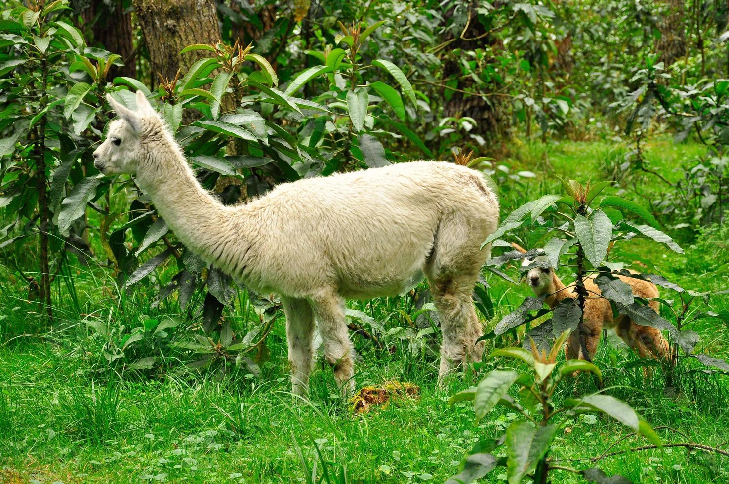 alpaca in una foresta6 foto