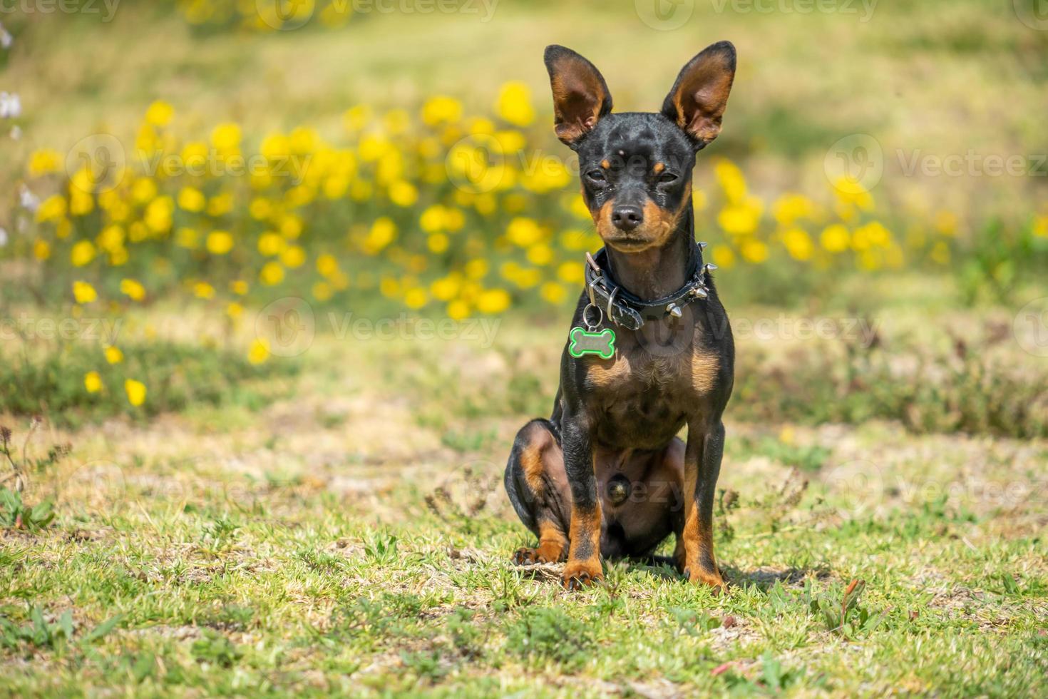 un giovane chihuachua nero foto