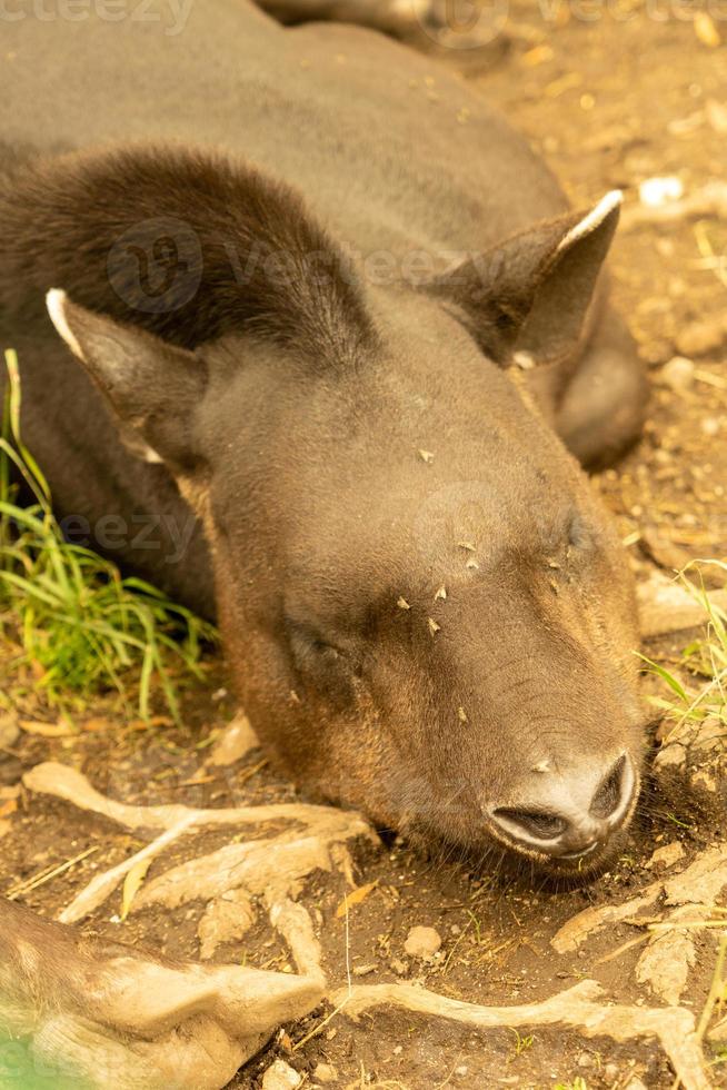 tapiro dalla giungla amazzonica foto