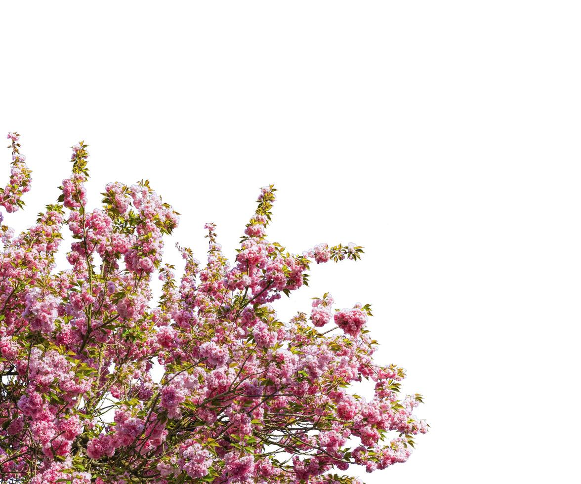 astratto fiore rosa chiaro e piccola foglia verde ramo fiorito sovrapposizioni di albero di fiori di ciliegio su bianco. foto