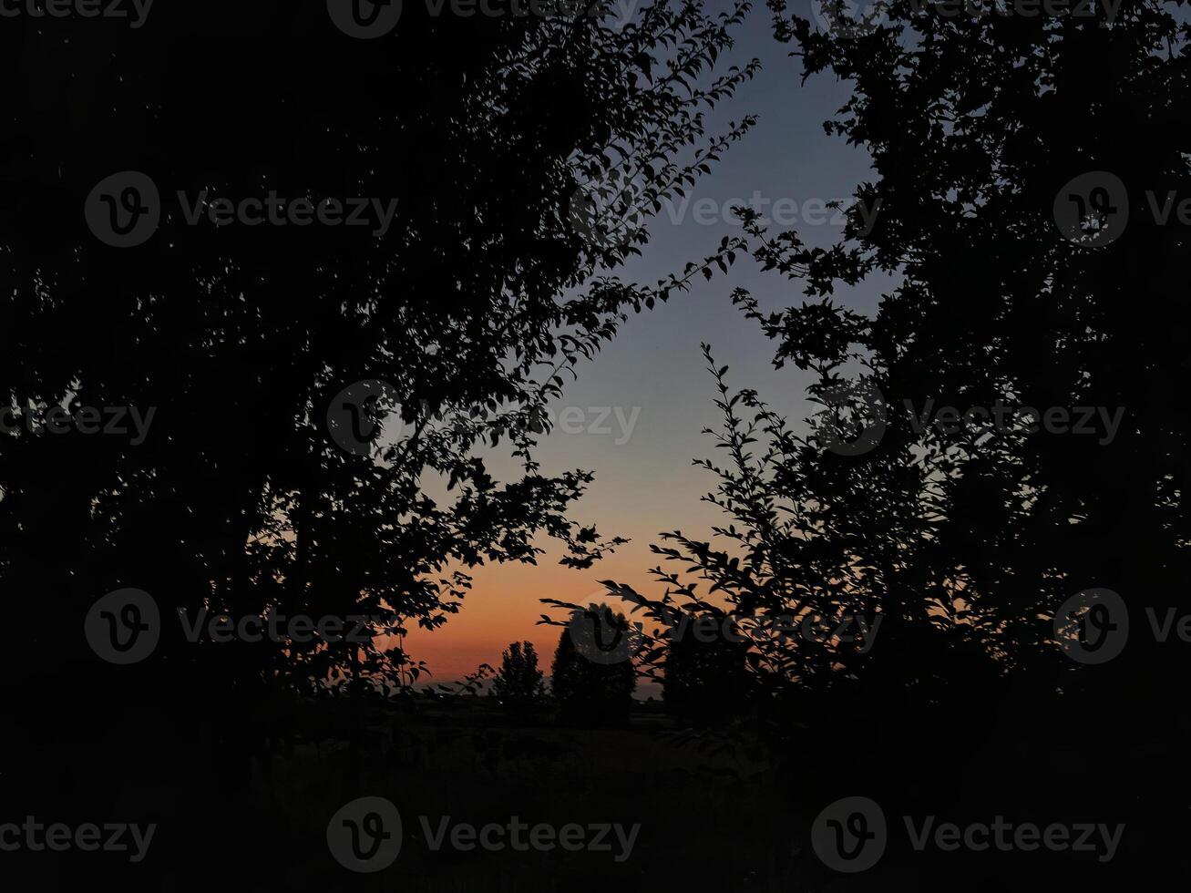 sagoma di alberi al crepuscolo foto