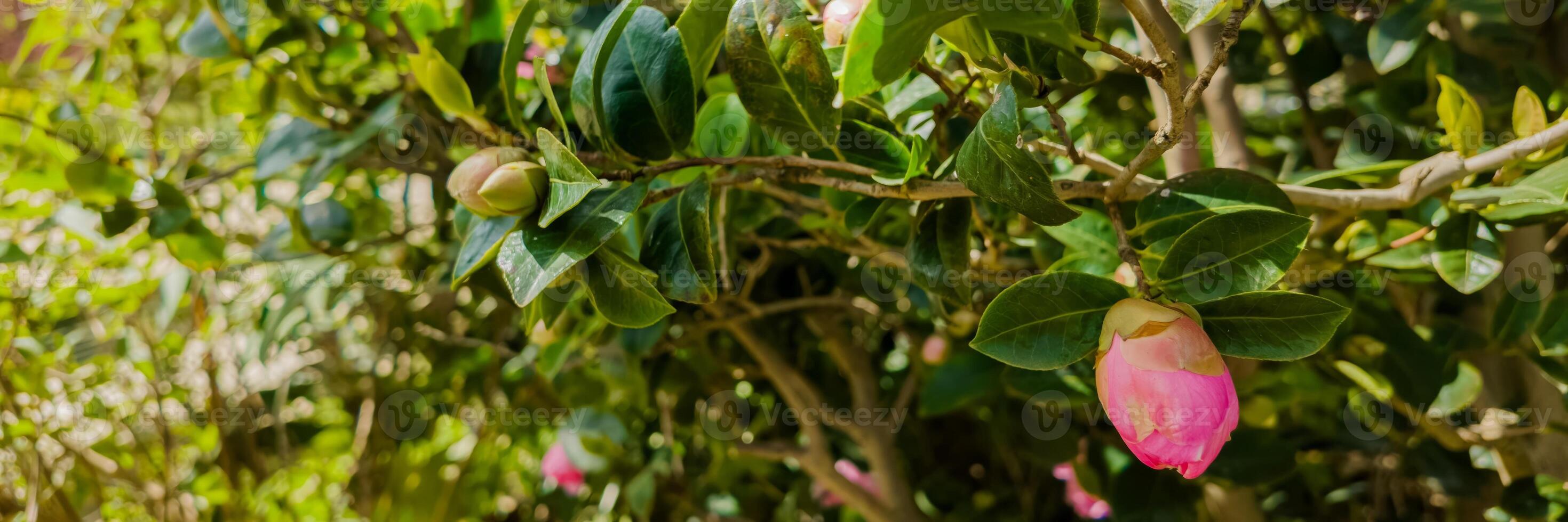 vivace rosa camelia germoglio inizio per fioritura in mezzo lussureggiante verde fogliame, ideale per primavera e giardinaggio concetti foto