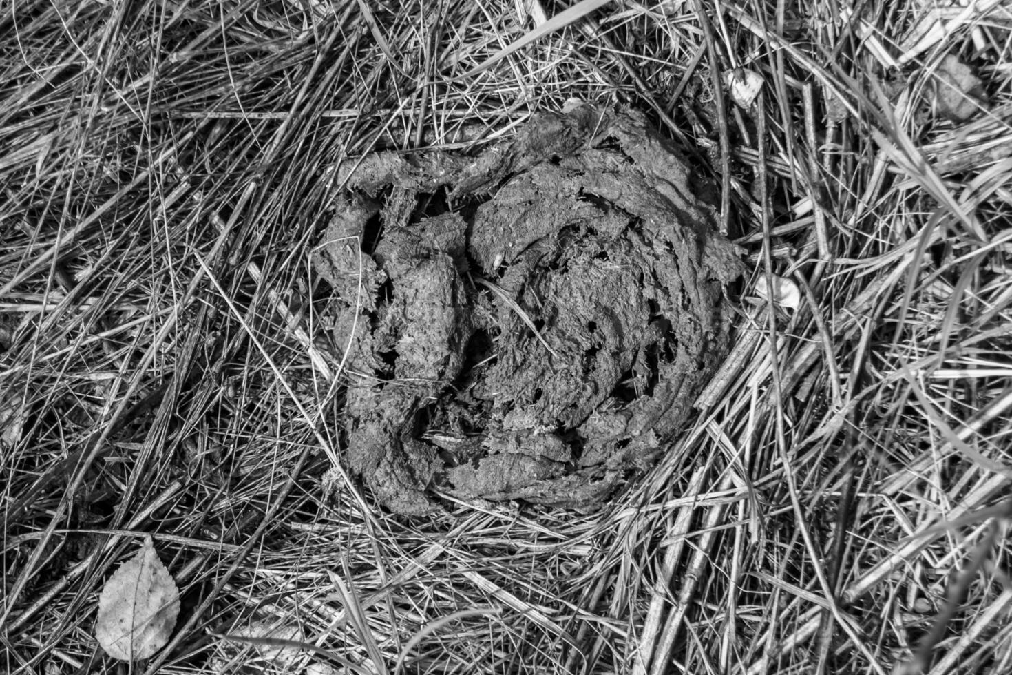 fotografia su tema fresco mucca letame bugie su letame animale azienda agricola foto