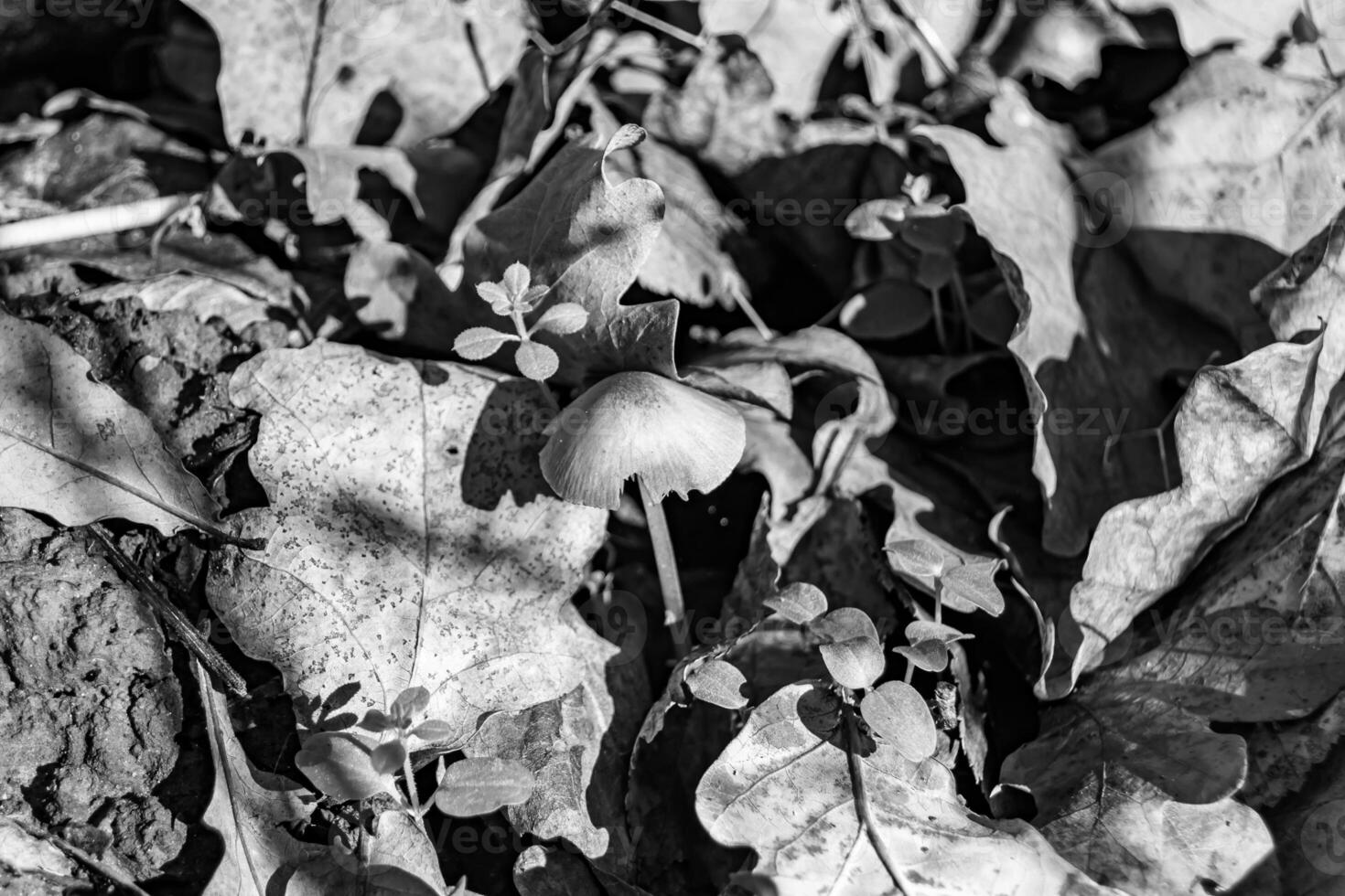 fotografia per tema grande bellissimo velenoso fungo nel foresta su le foglie sfondo foto