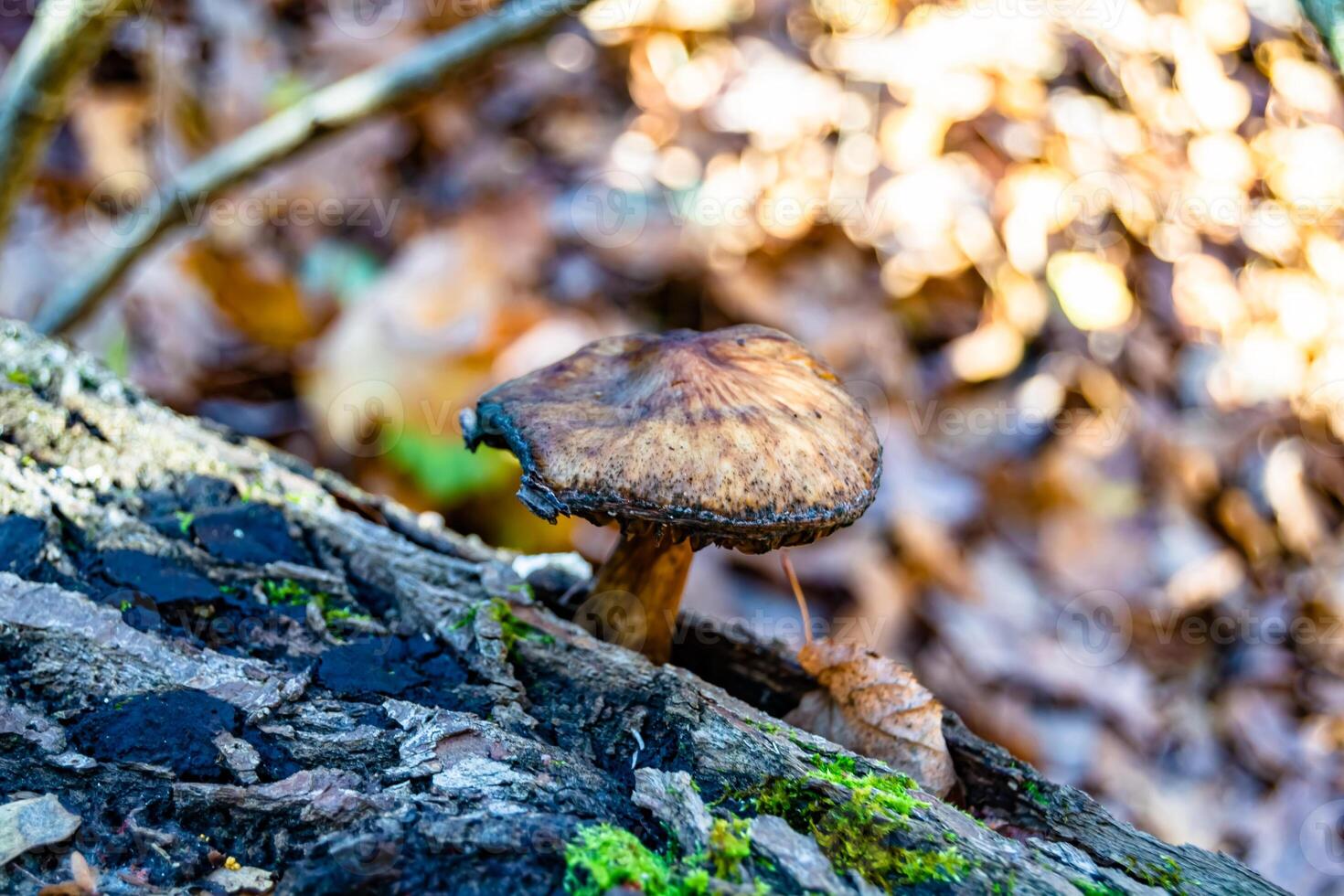 fotografia per tema grande bellissimo velenoso fungo nel foresta su le foglie sfondo foto