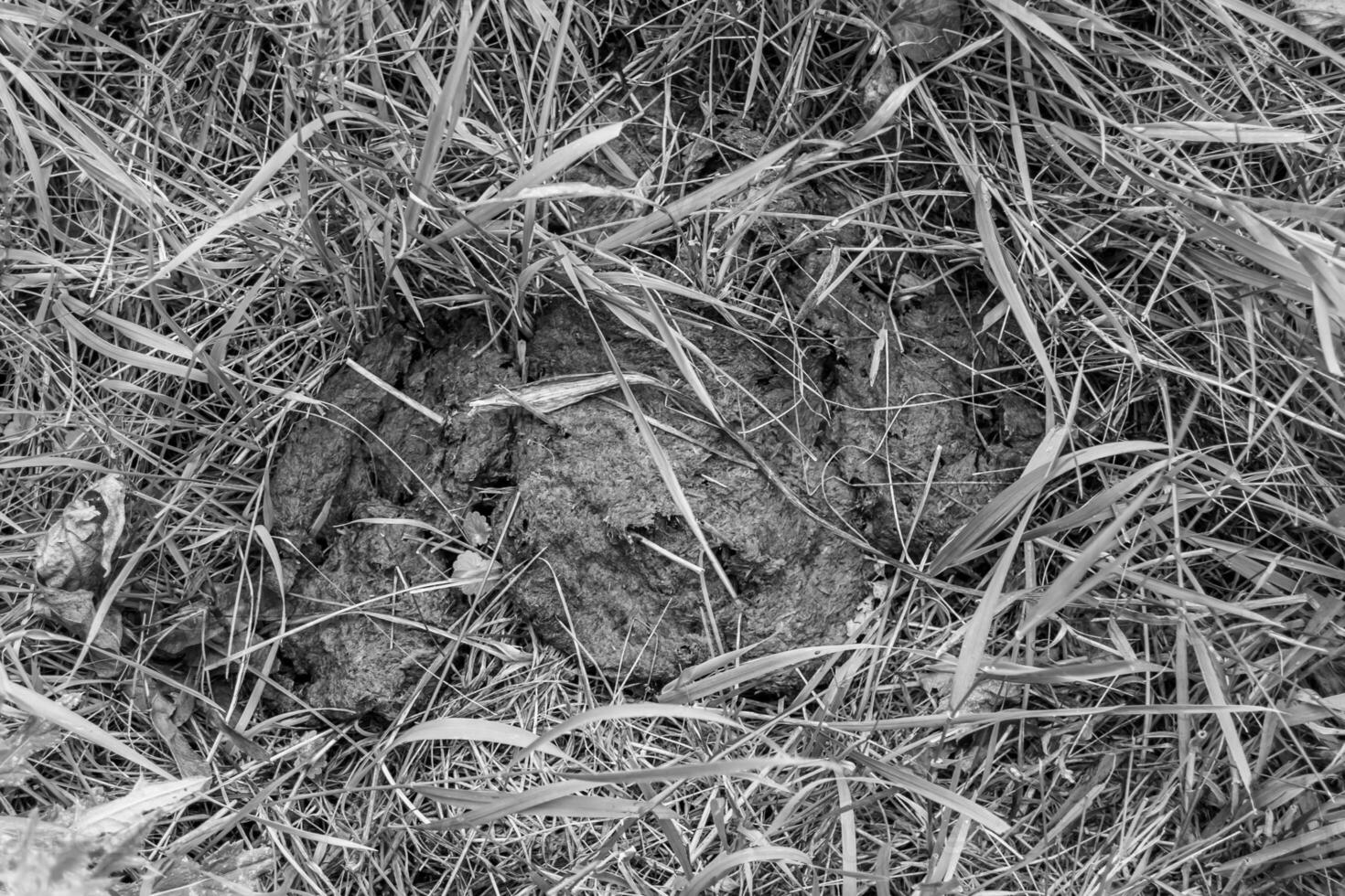 fotografia su tema fresco mucca letame bugie su letame animale azienda agricola foto