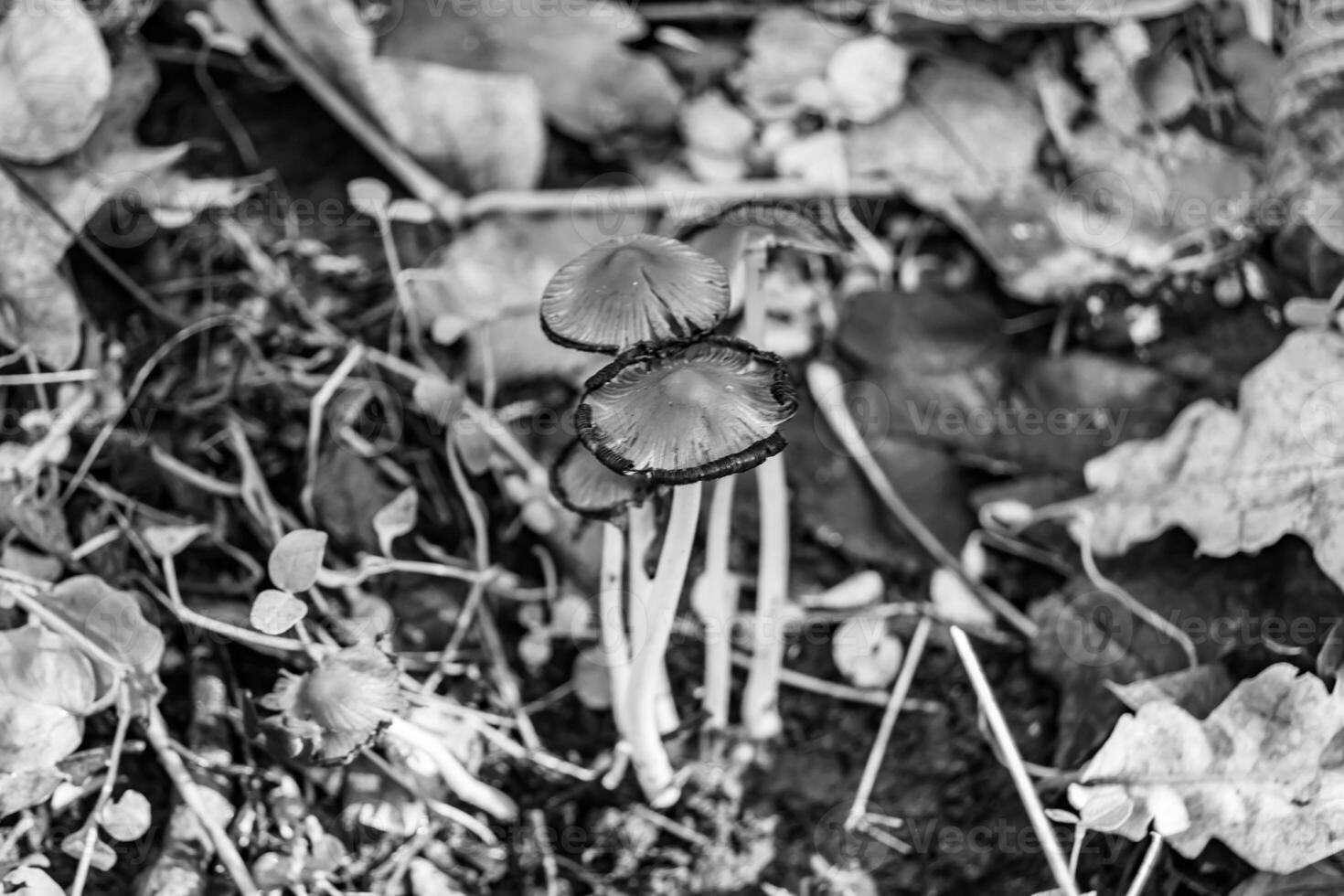 fotografia per tema grande bellissimo velenoso fungo nel foresta su le foglie sfondo foto