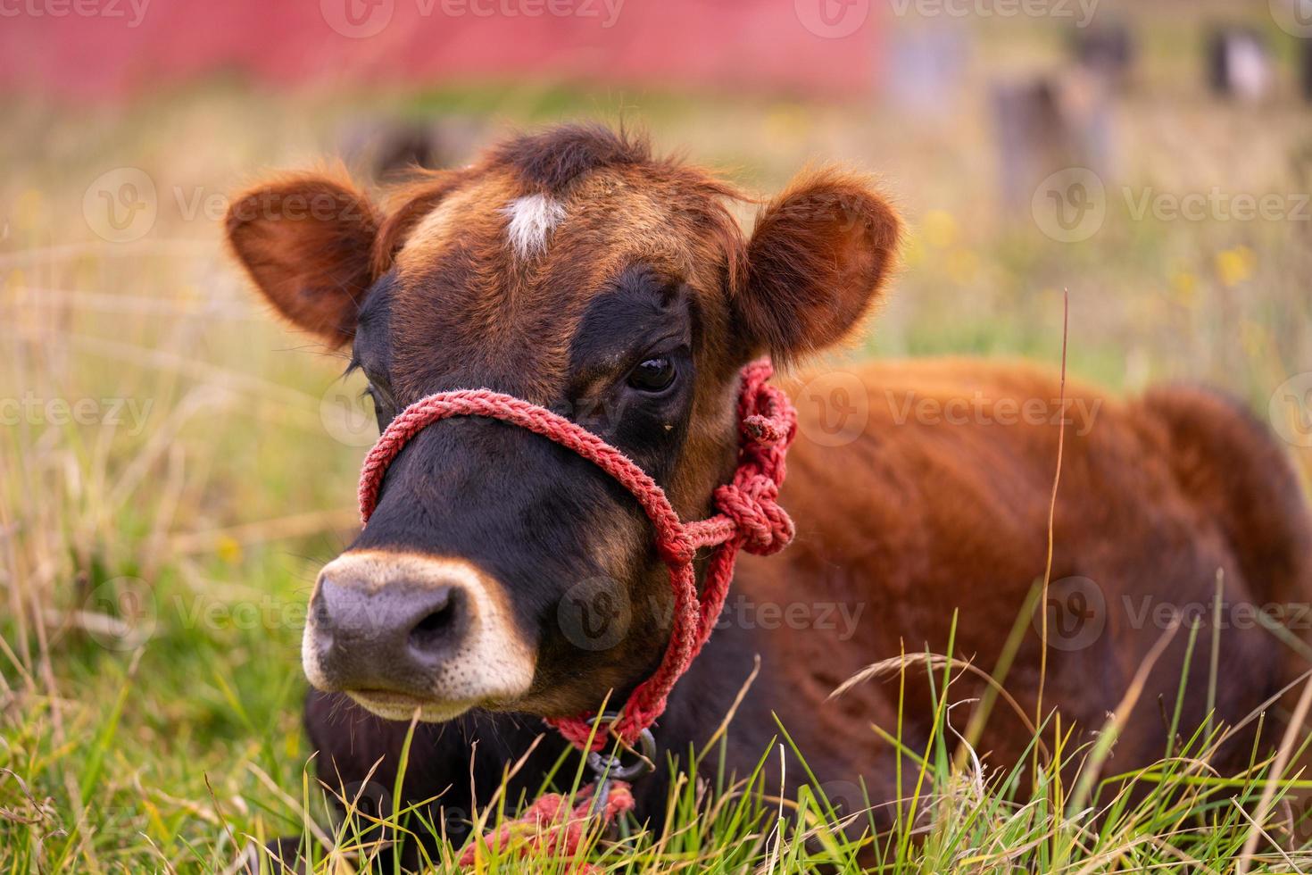 una giovane mucca sdraiata foto