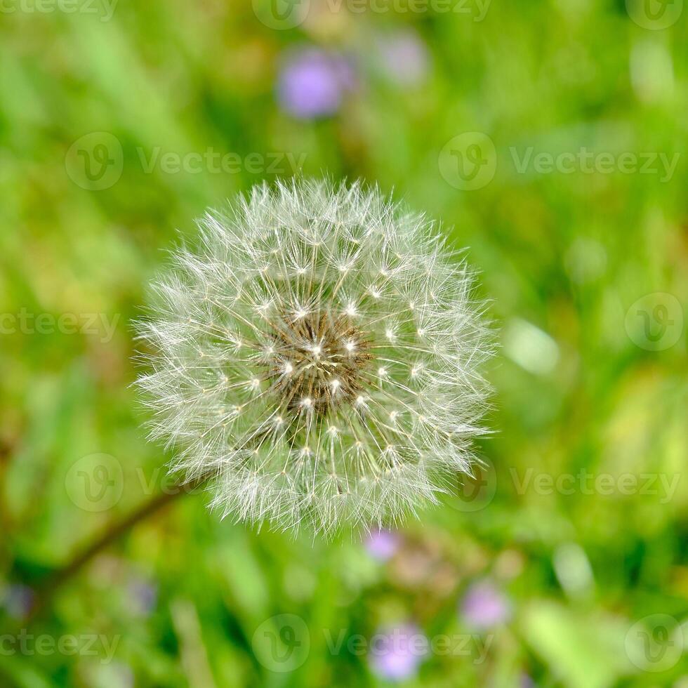 vicino su di un' dente di leone blowball tra il viola fiori su un Ohio primavera giorno foto