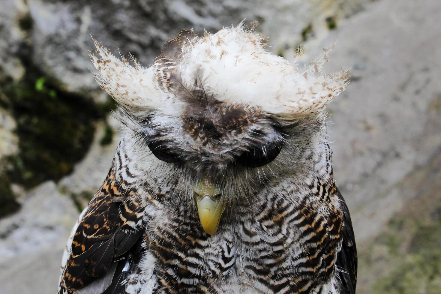 il indiano Aquila gufo, anche chiamato il roccia Aquila gufo o Bengala aquila gufo, bubo bengalese un' specie di grande cornuto gufo trovato nel il indiano subcontinente foto