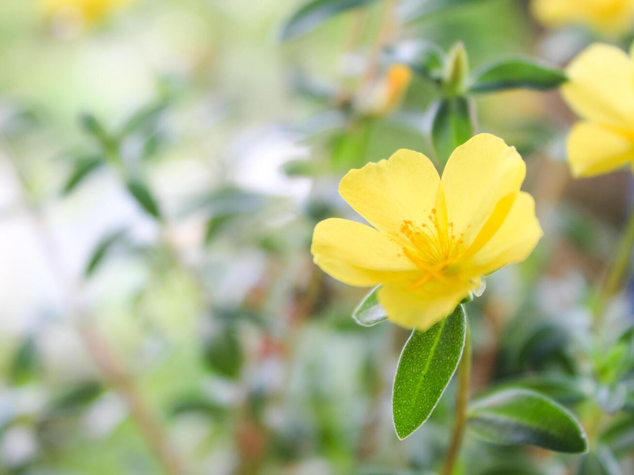 portulaca grandiflora è un' succulento fioritura pianta nel il portulaca famiglia portulacacee, nativo per meridionale brasile, argentina, e Uruguay e spesso coltivato nel giardini. foto