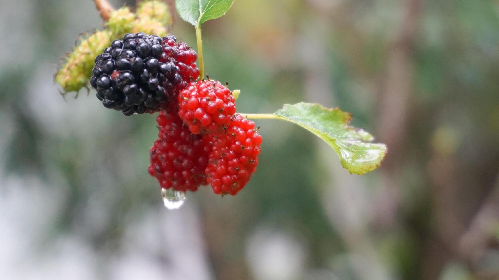 gelsi dopo il piovere, nel Indonesia noi chiamata loro Murbei. more maturo frutti di bosco e acerbo frutti di bosco foto