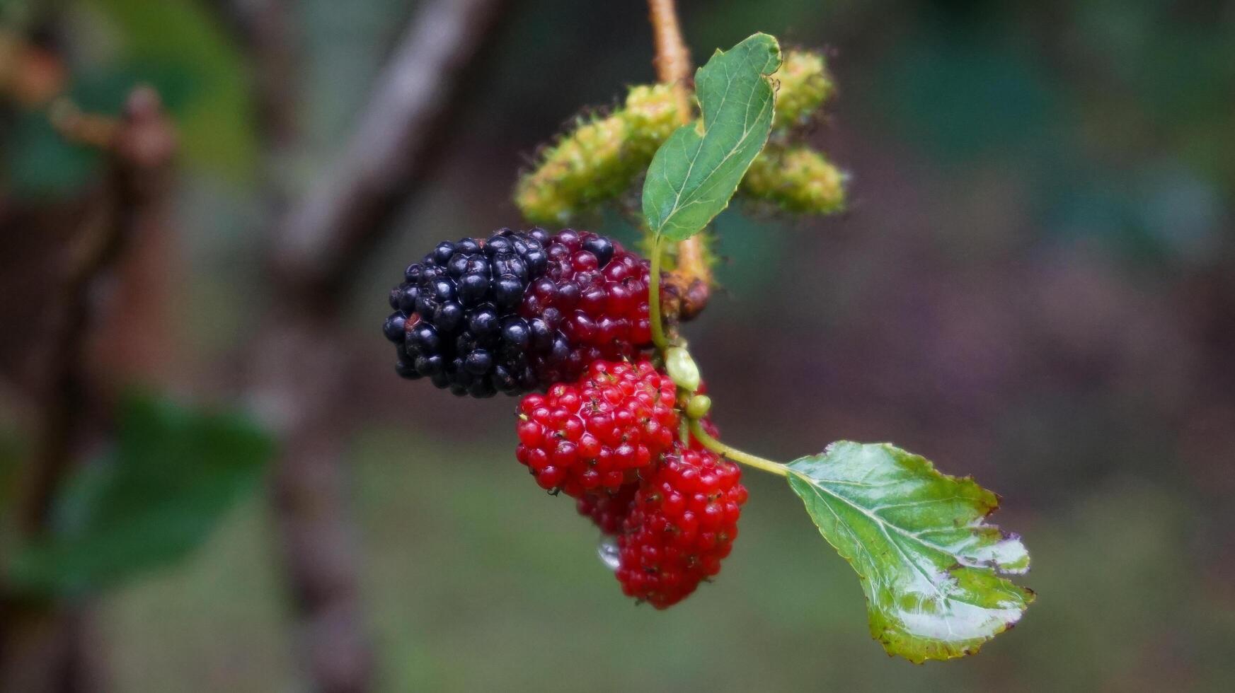 gelsi dopo il piovere, nel Indonesia noi chiamata loro Murbei. more maturo frutti di bosco e acerbo frutti di bosco foto