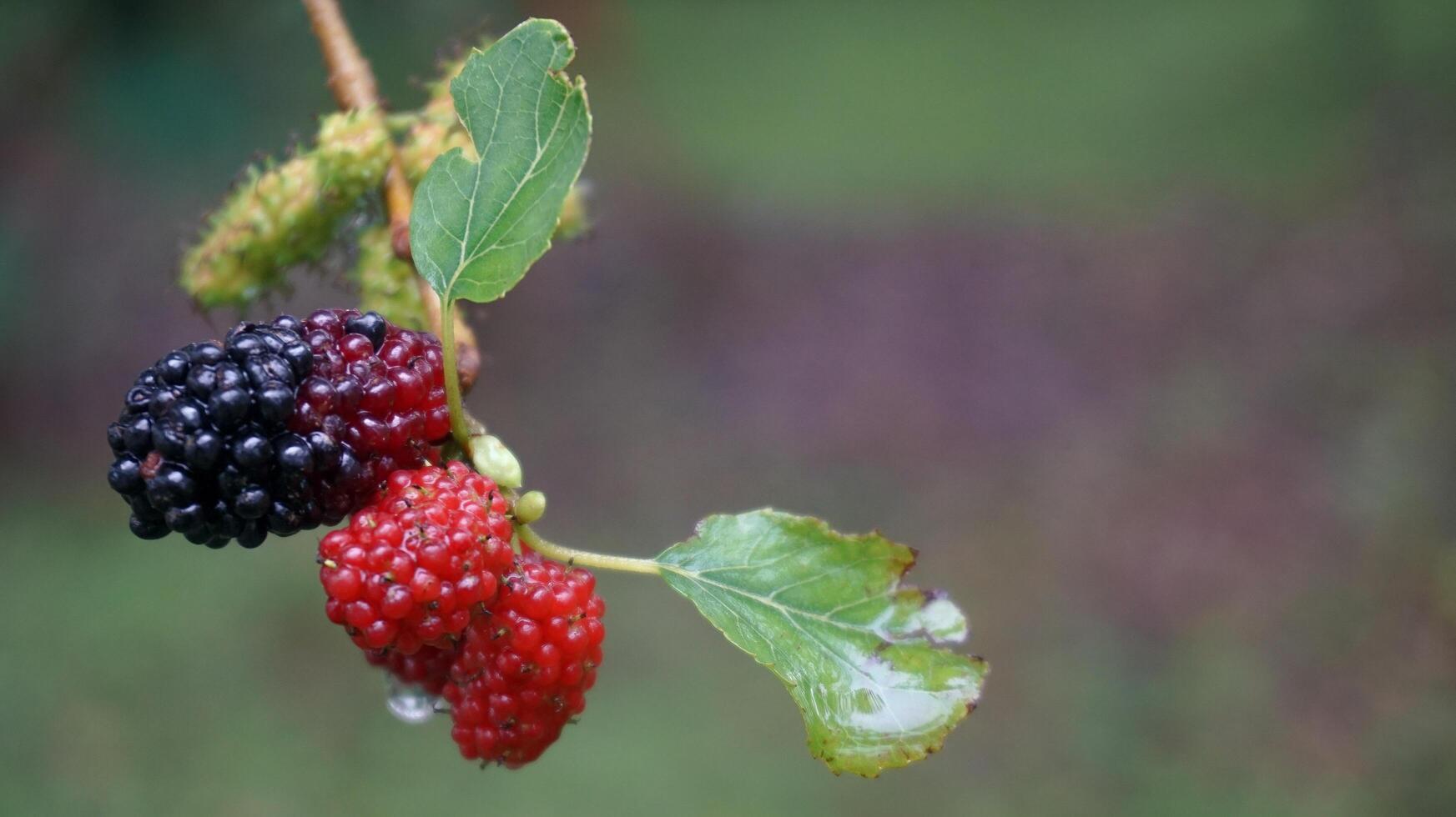 gelsi dopo il piovere, nel Indonesia noi chiamata loro Murbei. more maturo frutti di bosco e acerbo frutti di bosco foto