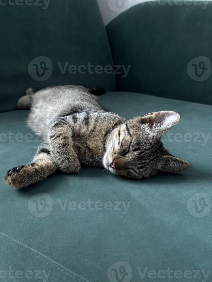 addormentato gatto dire bugie comodamente su un' buio verde divano. foto