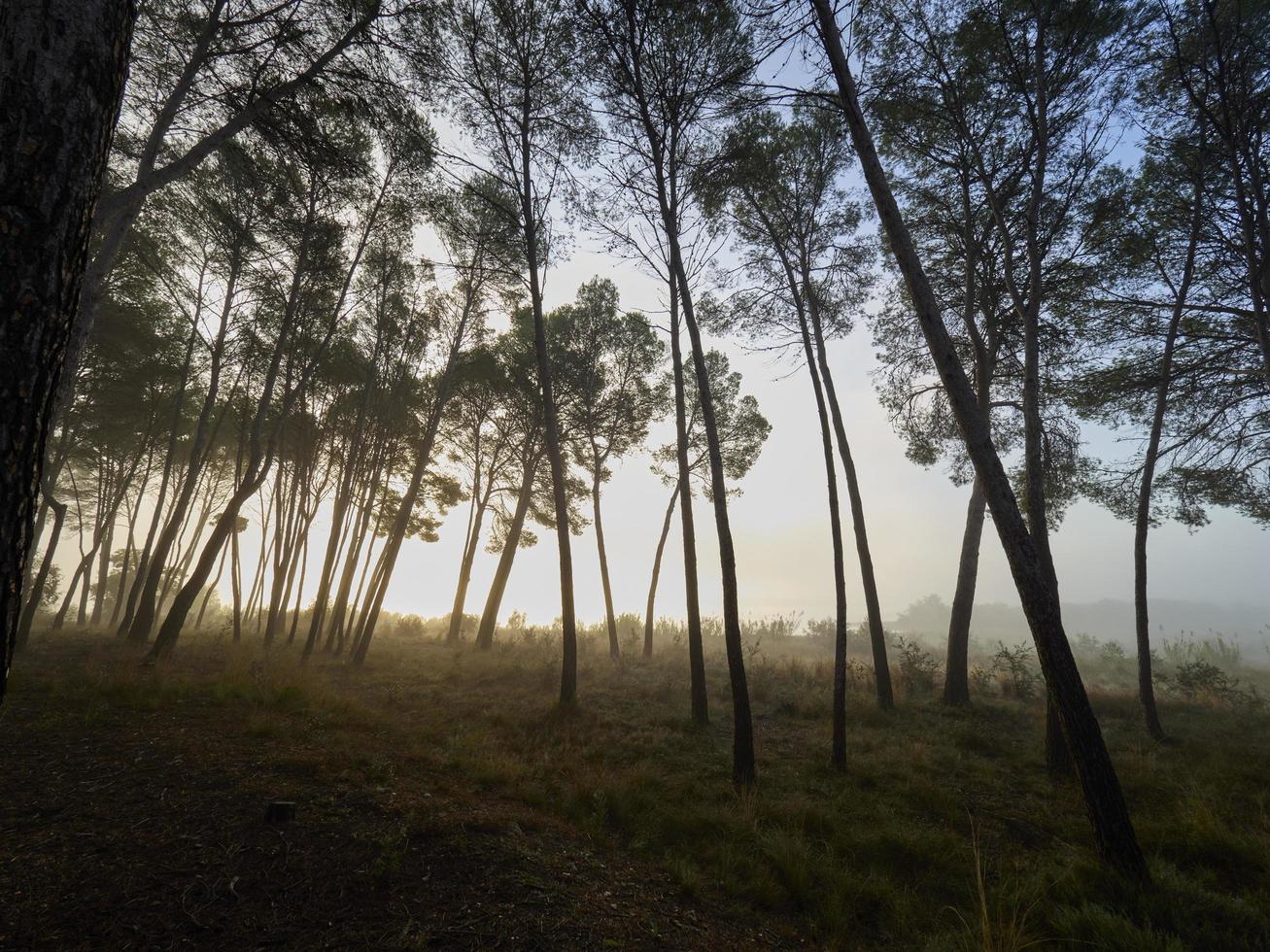 nebbia nella foresta, bellus, spagna foto