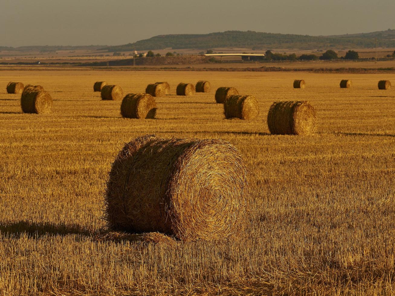 Balle di paglia in un campo di cereali al mattino presto, almansa, spagna foto