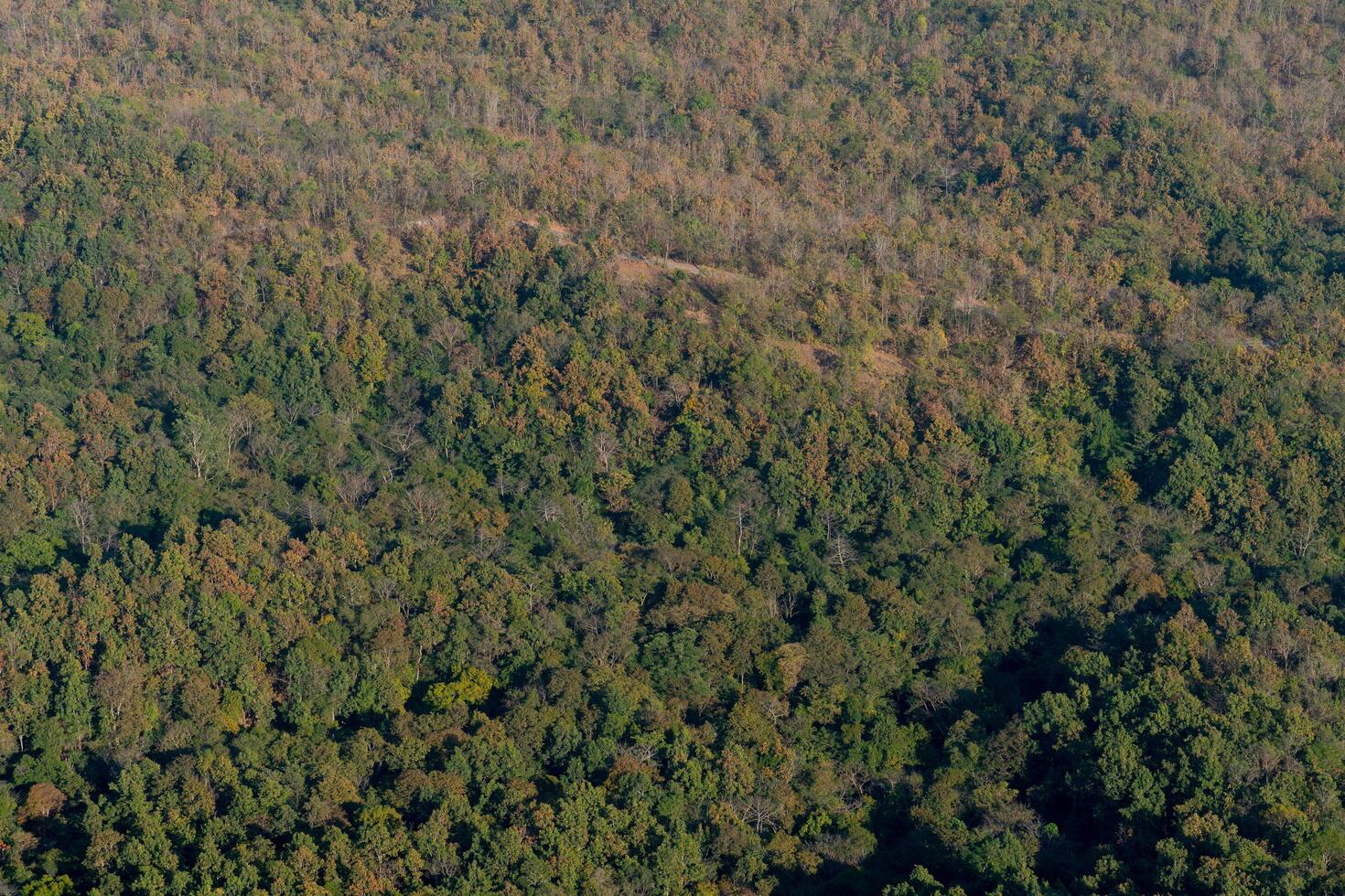 aereo Visualizza di verde foresta nel tropicale. punto di vista su il montagna. strada sentiero nascosto nel il foresta. a wat chaloema Phra kiat phrachomklao rachanusorn lampang Tailandia. foto