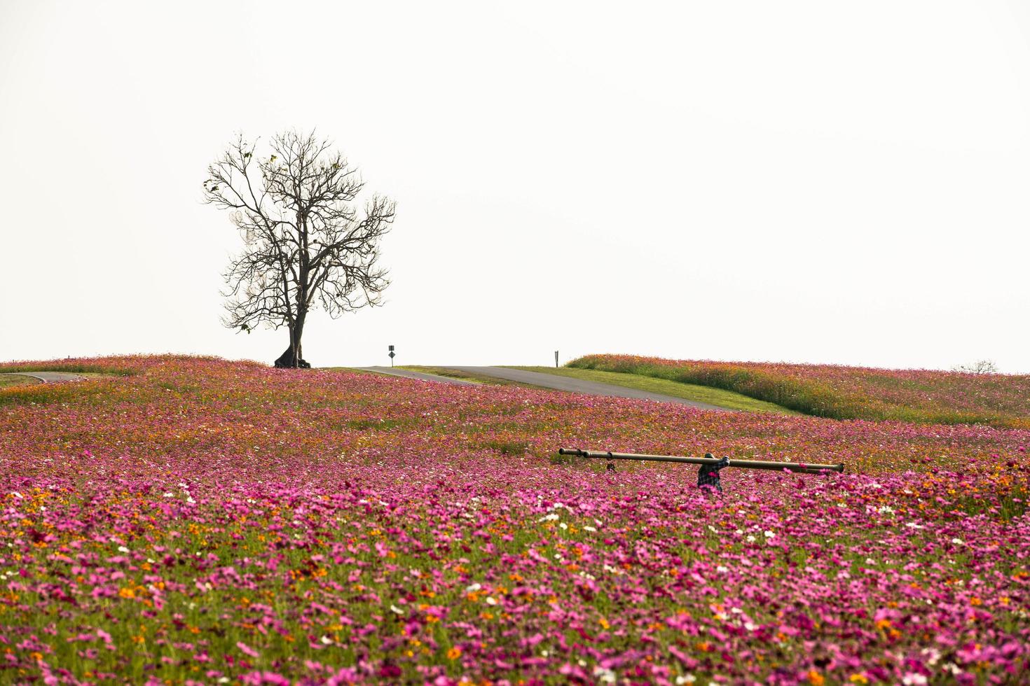 una varietà di bellissimi campi di fiori sulle colline e strade per correre e guidare le biciclette foto