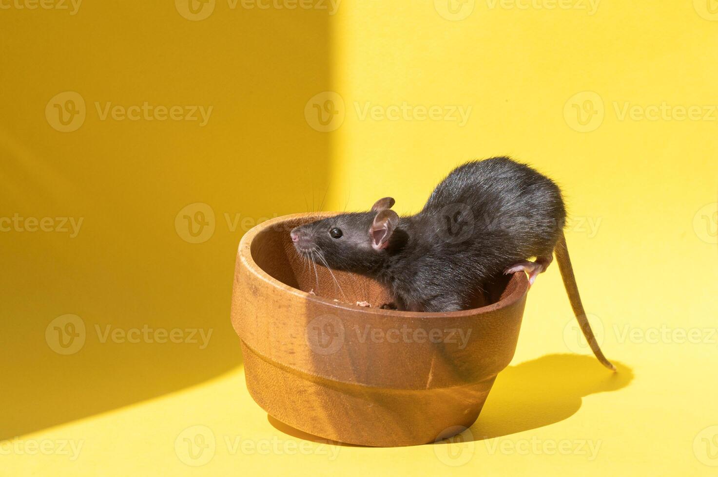 un' animale domestico ratto si siede nel un' di legno ciotola su un' giallo tavolo foto