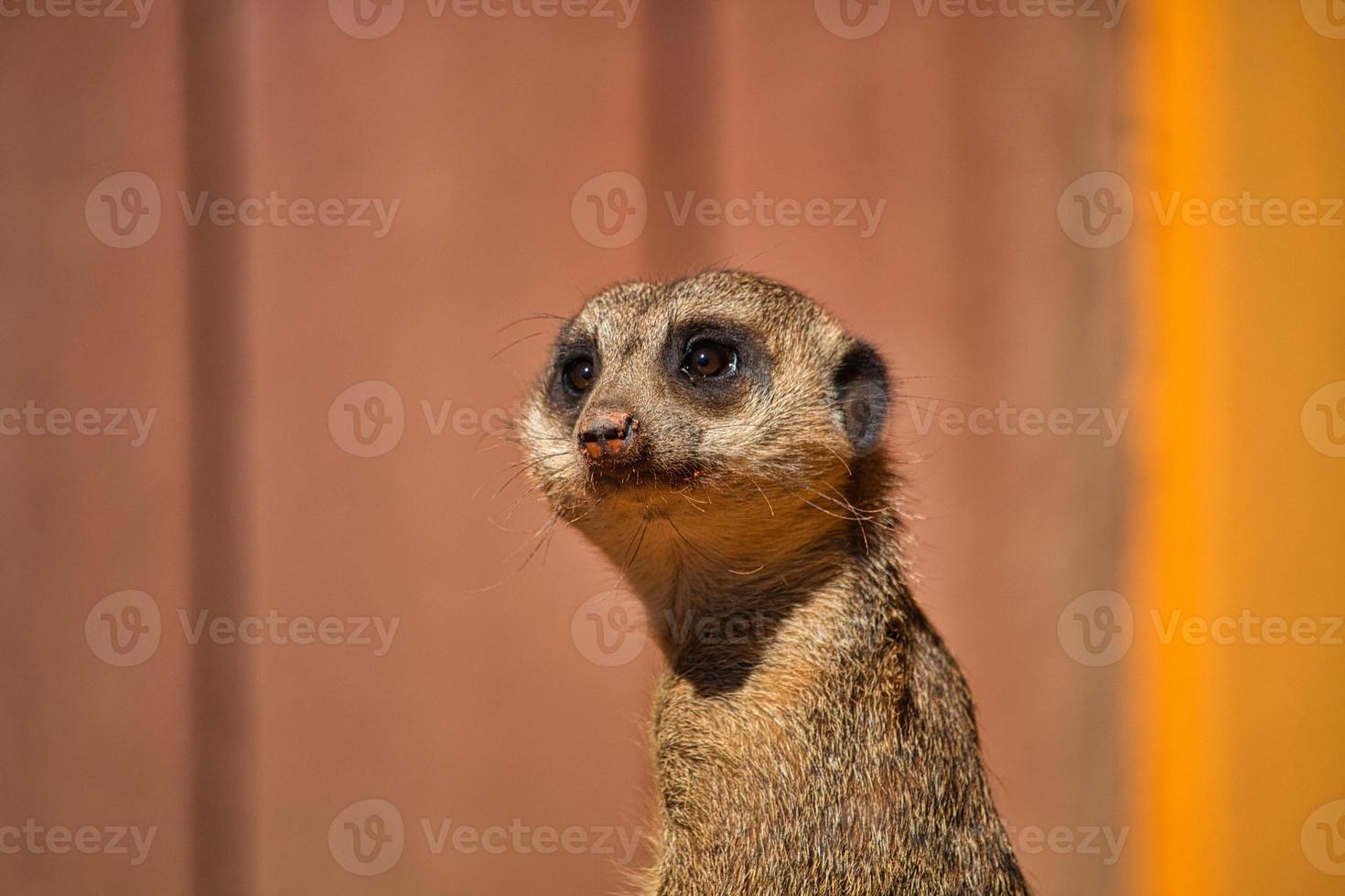 i suricati adorano mangiare insetti e rettili foto