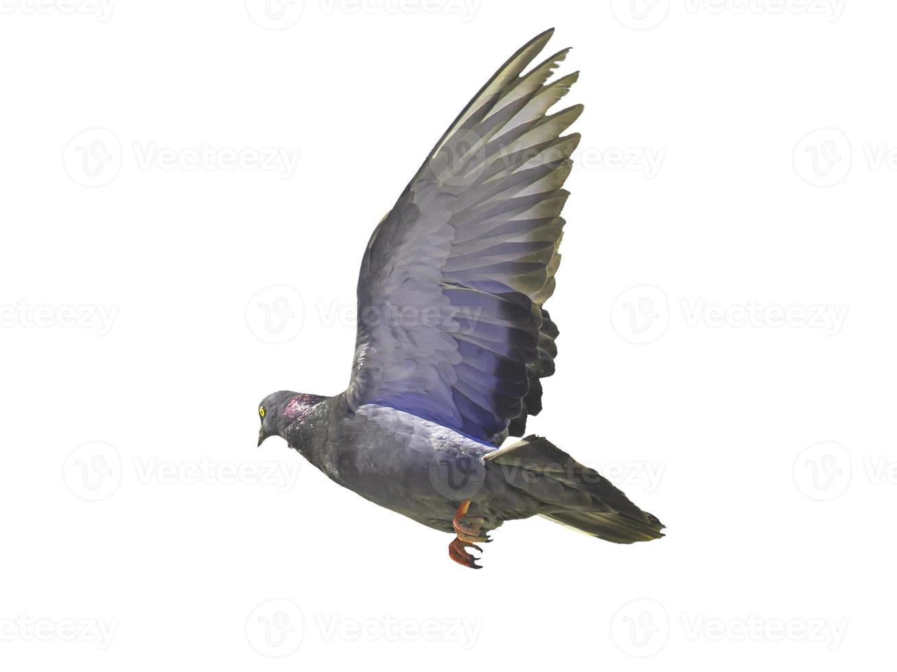 uccello poco stock overlay volare verso diffondere le sue ali e piume su bianco. foto