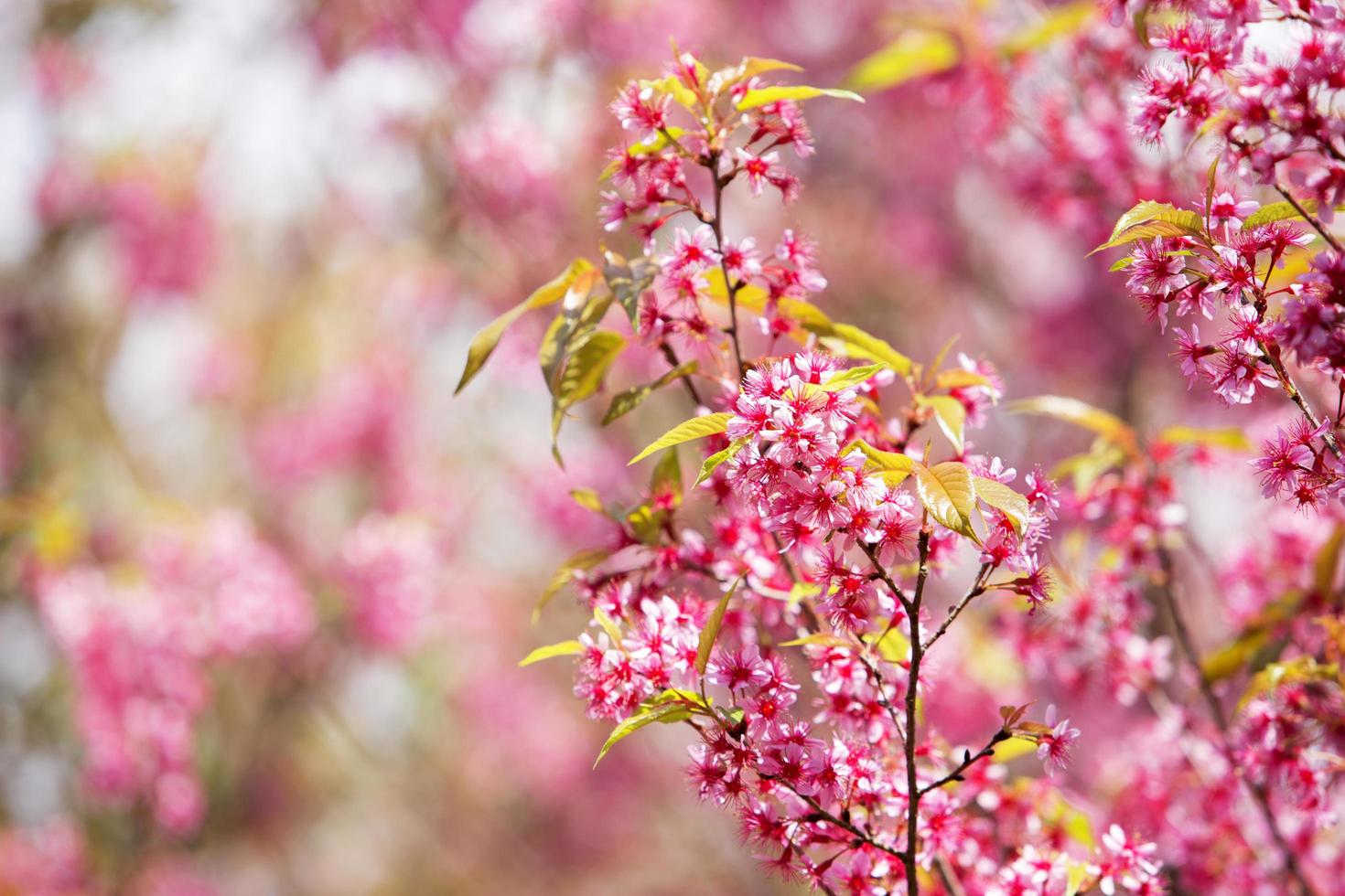 bellissimo fiore di ciliegio rosa sakura foto