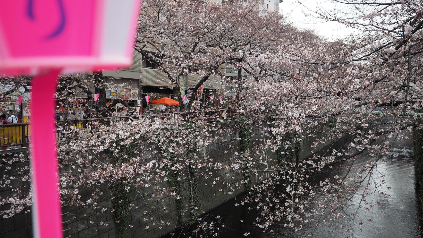 fiori di ciliegio bianchi. alberi di sakura in piena fioritura nel quartiere di meguro tokyo giappone foto