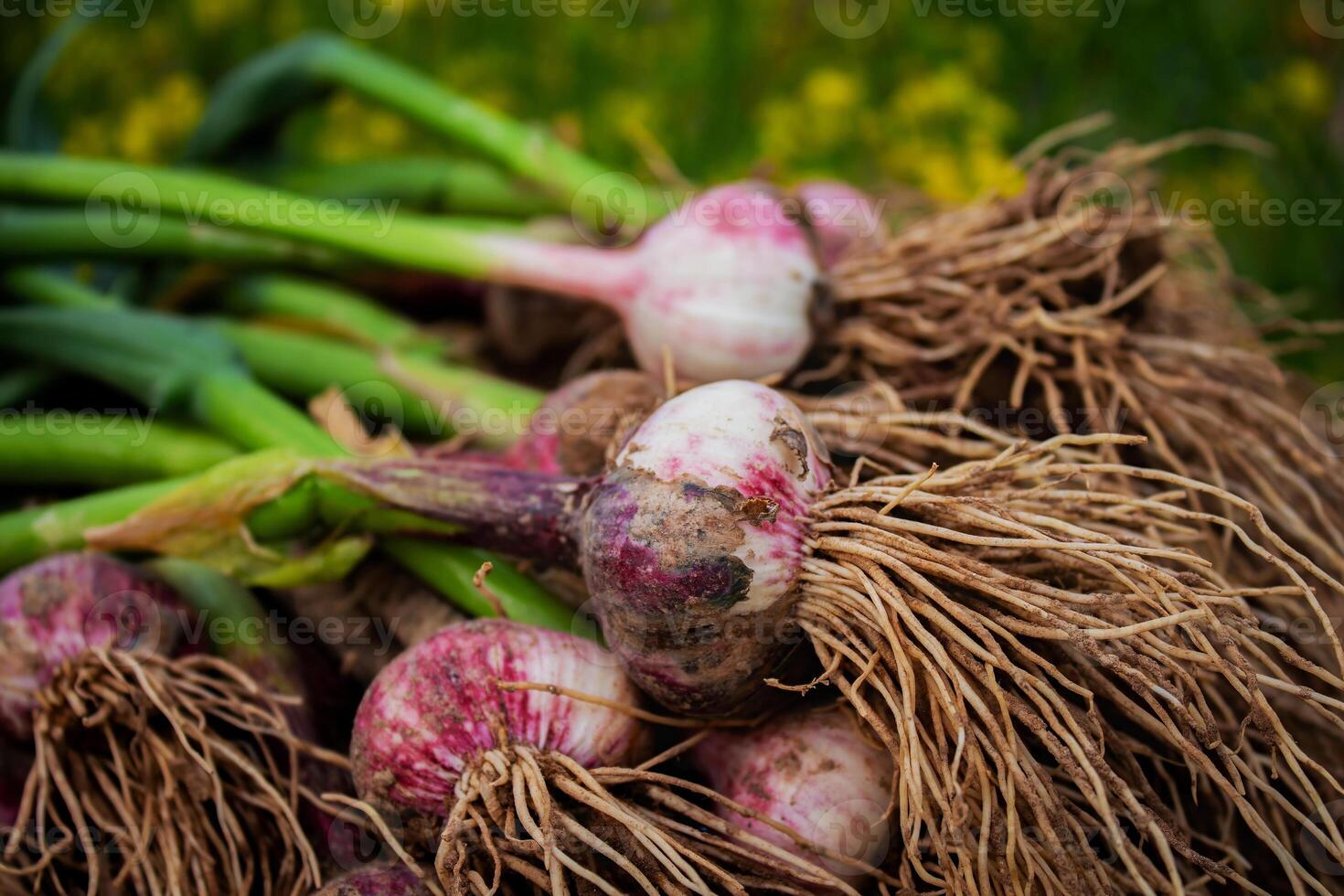 fresco aglio, raccolto direttamente a partire dal il giardino, è un' naturale Prodotto foto