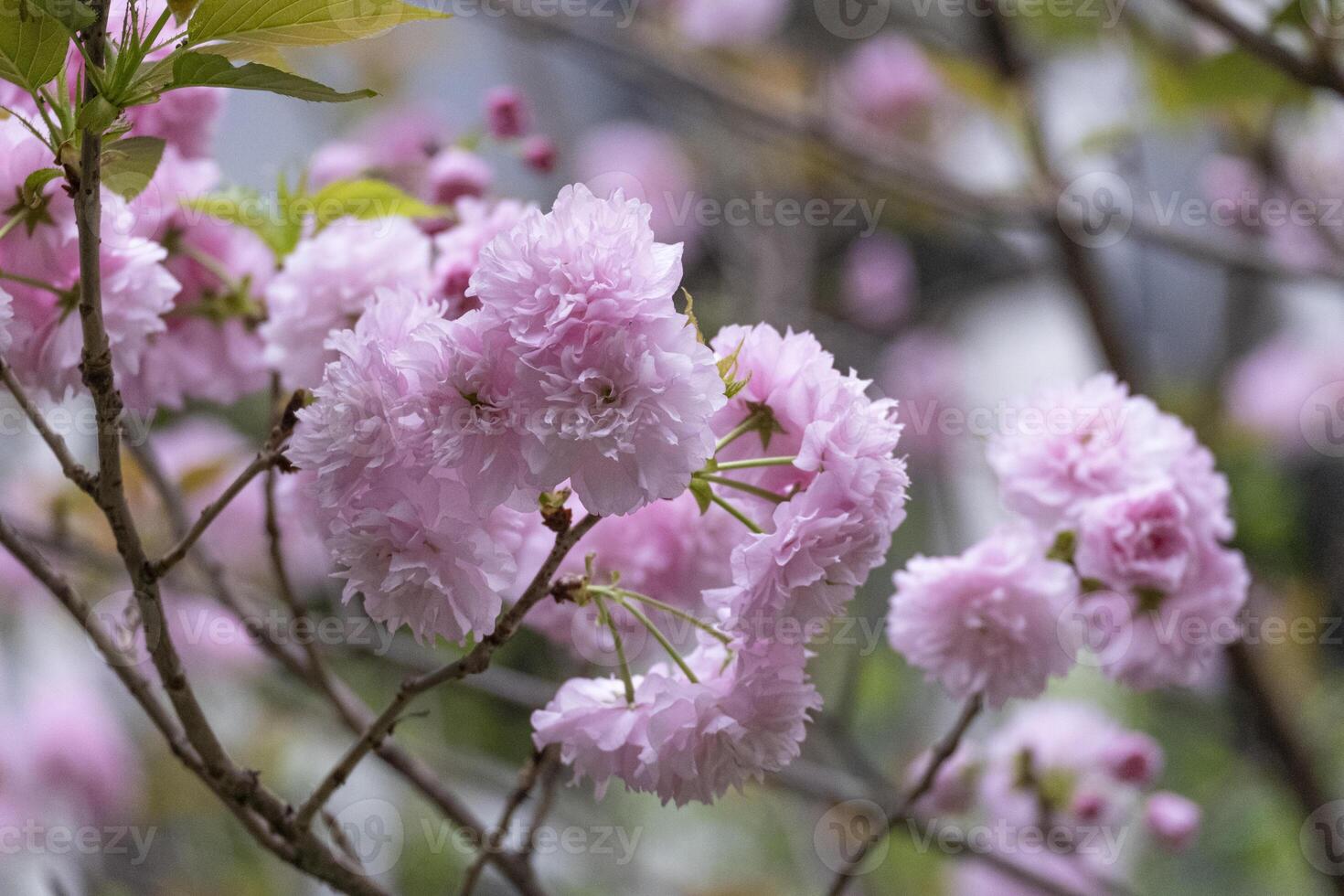 bellissimo dolce rosa giapponese ciliegia fiori fiore o sakura bloomimg su il albero ramo. piccolo fresco mini cuffie e molti petali strato romantico flora nel botanica giardino. foto