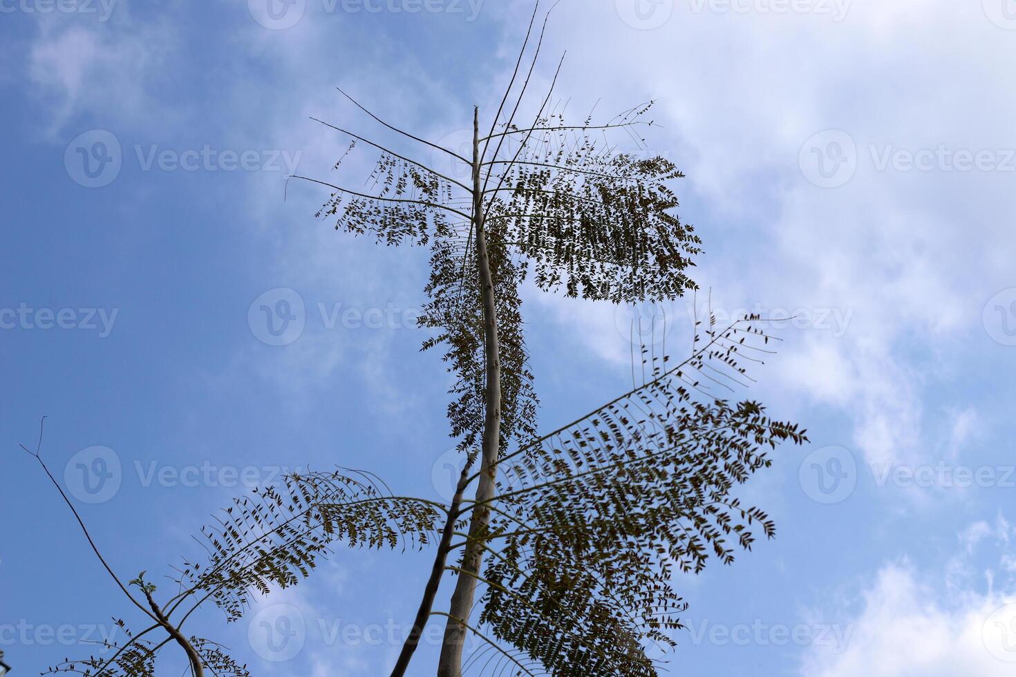 ramo di un' alto albero contro un' sfondo di blu cielo. foto