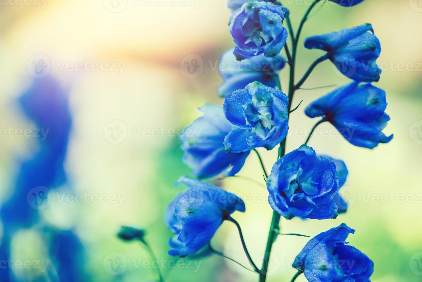 sfondo natura fiore delphinium. fiori blu. sfocatura dello sfondo foto