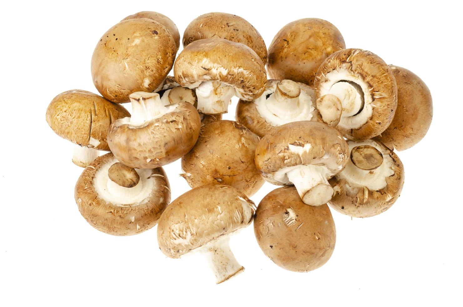 funghi prataioli reali marroni su fondo bianco. foto