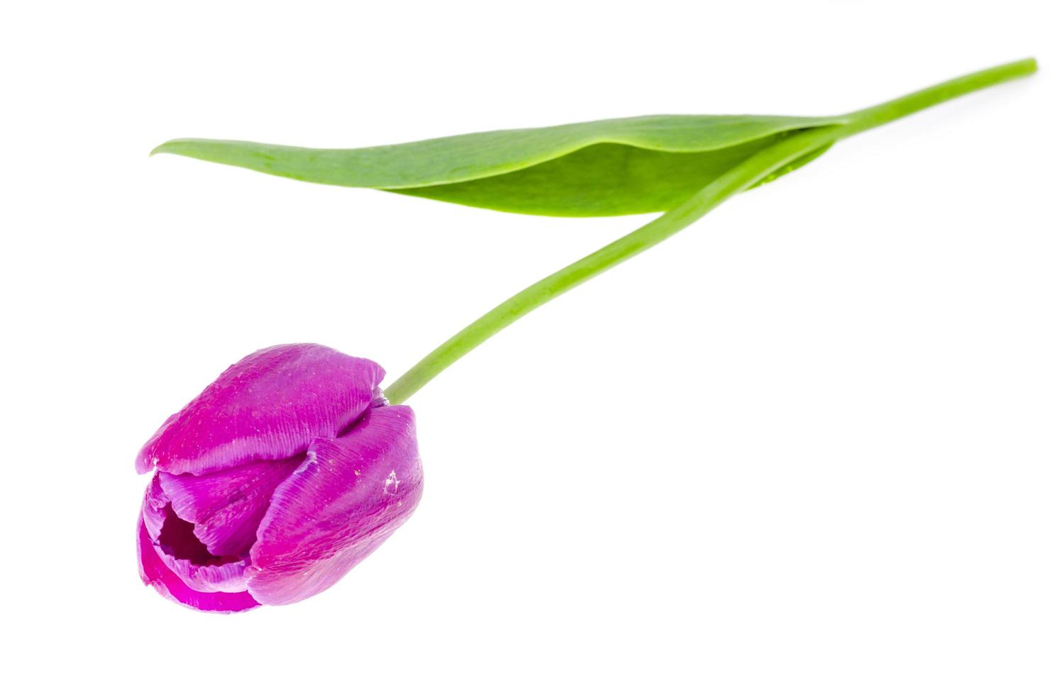 singolo tulipano bordeaux su sfondo bianco. foto