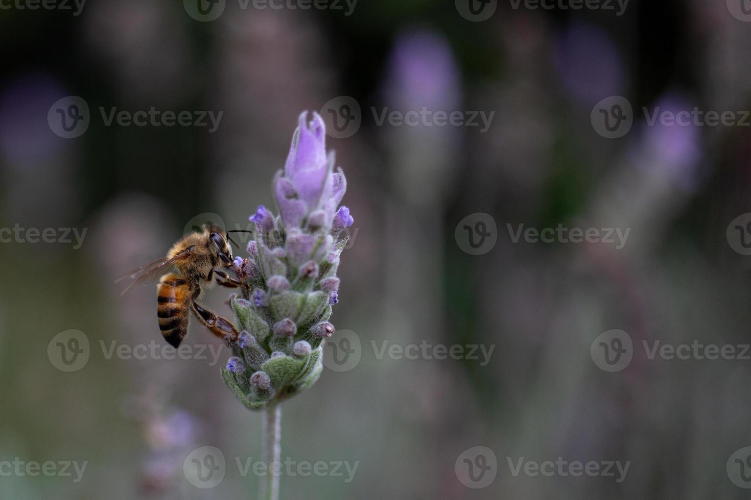 ape che impollina i fiori di lavanda a base di erbe in un campo. foto