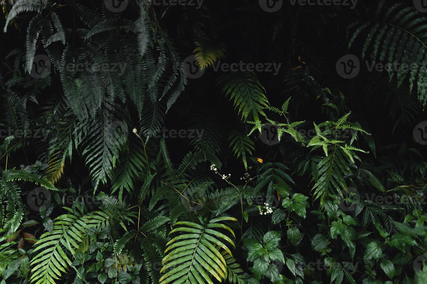 primo piano di foglie verde scuro foto