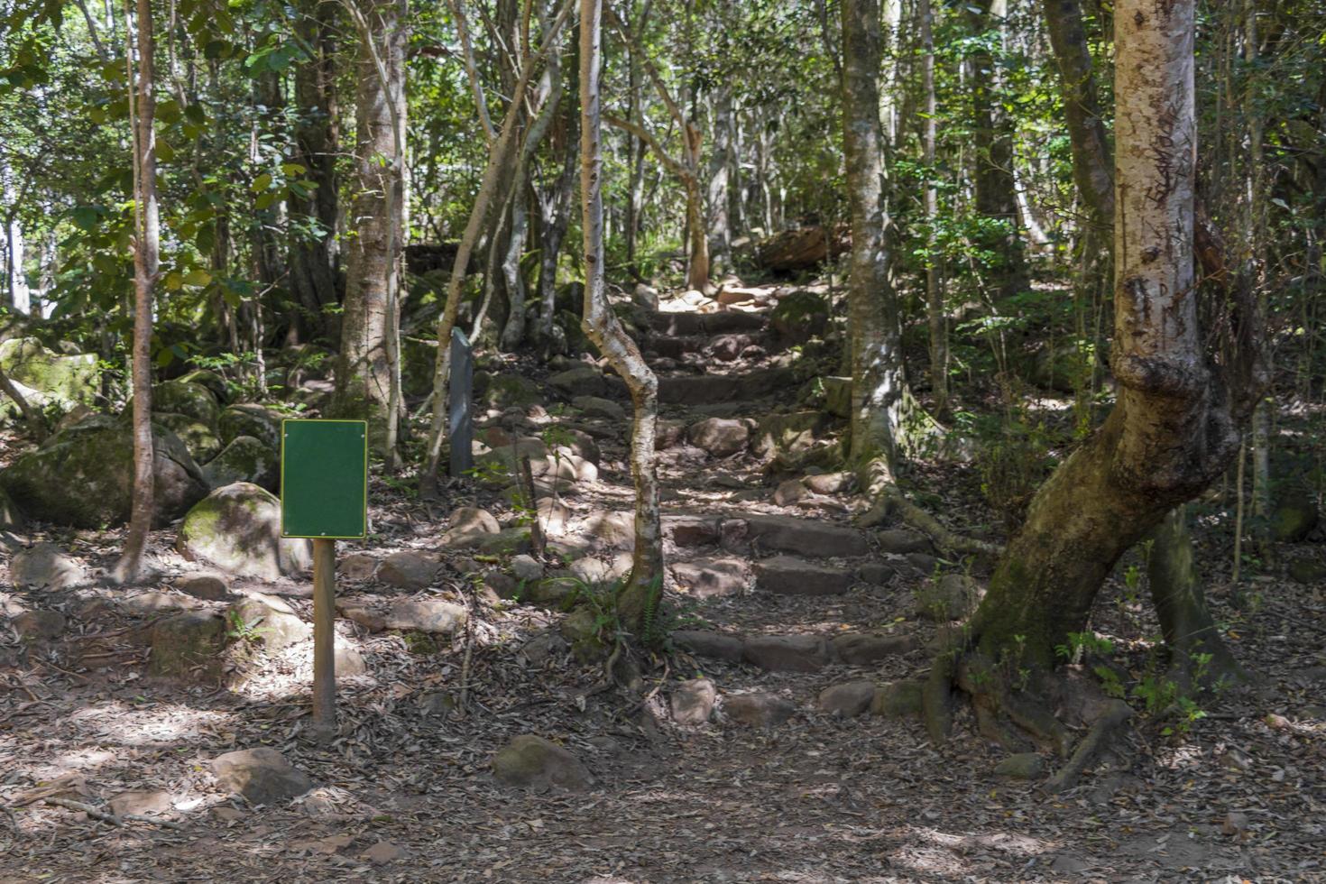 sentiero nel bosco ombroso e sentiero escursionistico parco nazionale di Table Mountain. foto