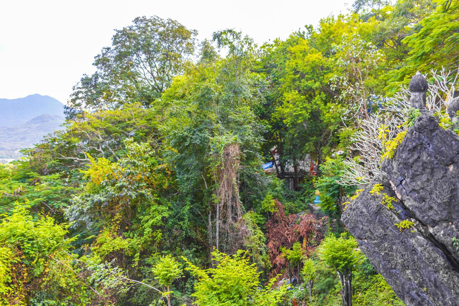 foresta giungla tropicale con alberi di rocce a luang prabang laos. foto