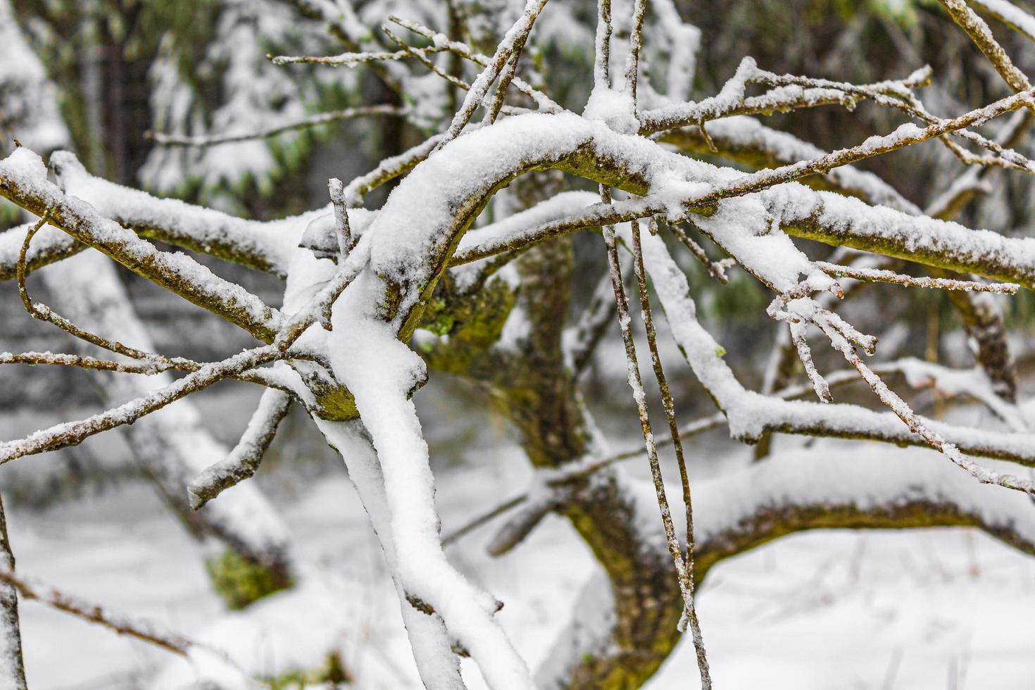 nevicato in piante ghiacciate alberi paesaggio montagna brocken harz germania foto