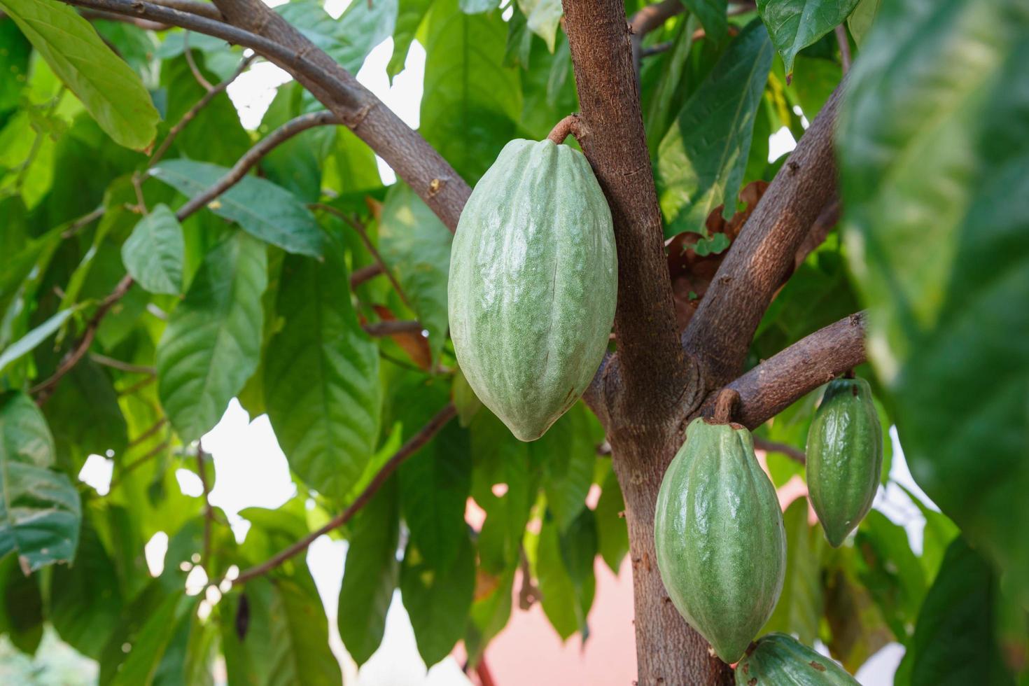 baccelli di cacao freschi dall'albero del cacao foto